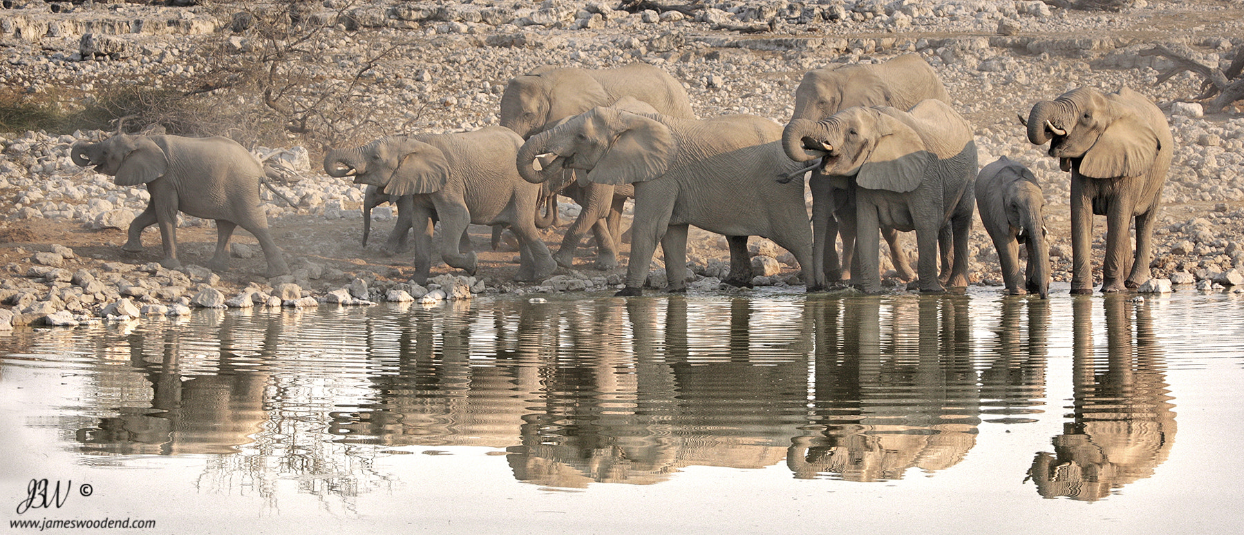 Canon EOS-1D Mark III sample photo. Elephants at the waterhole photography