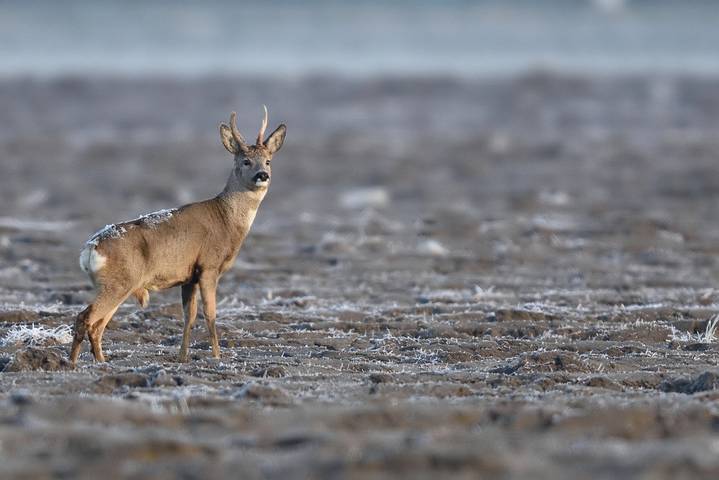 Nikon D7200 + Nikon AF-S Nikkor 600mm F4G ED VR sample photo. Doe deer (capreolus capreolus) photography