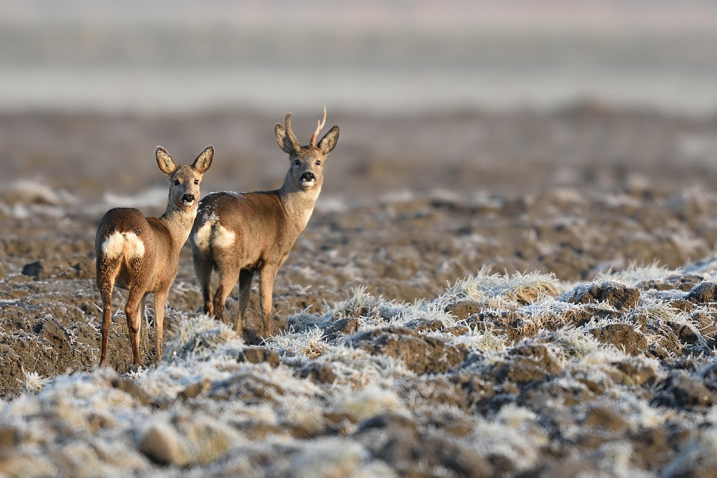 Nikon D7200 + Nikon AF-S Nikkor 600mm F4G ED VR sample photo. Doe deer (capreolus capreolus) photography