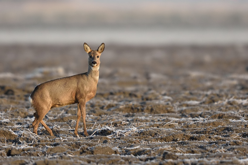 Nikon D7200 + Nikon AF-S Nikkor 600mm F4G ED VR sample photo. Doe deer (capreolus capreolus) photography