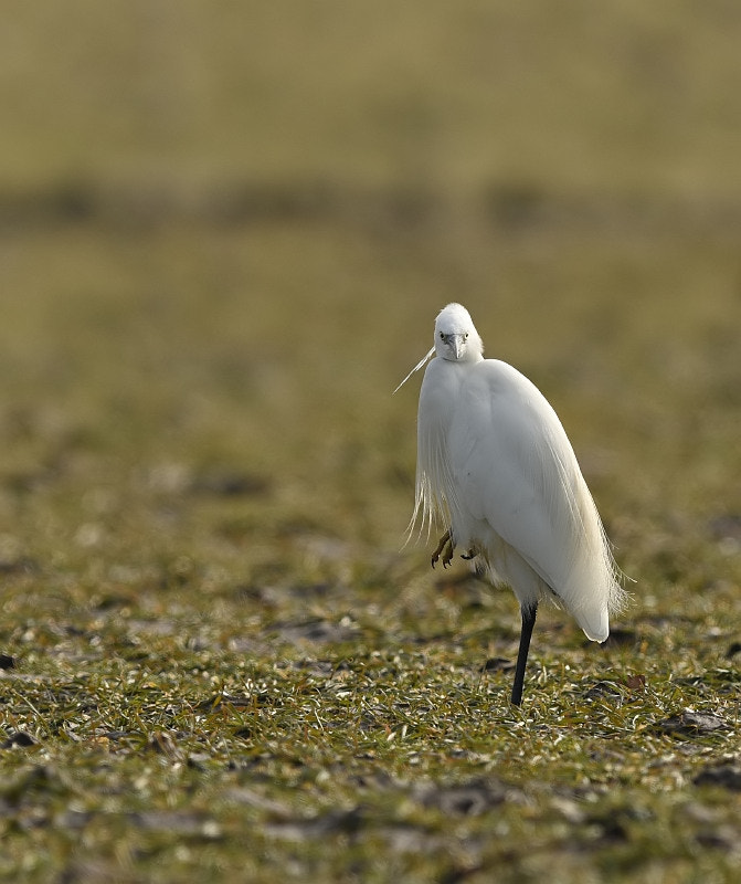 Nikon D7200 + Nikon AF-S Nikkor 600mm F4G ED VR sample photo. Egretta garzetta photography