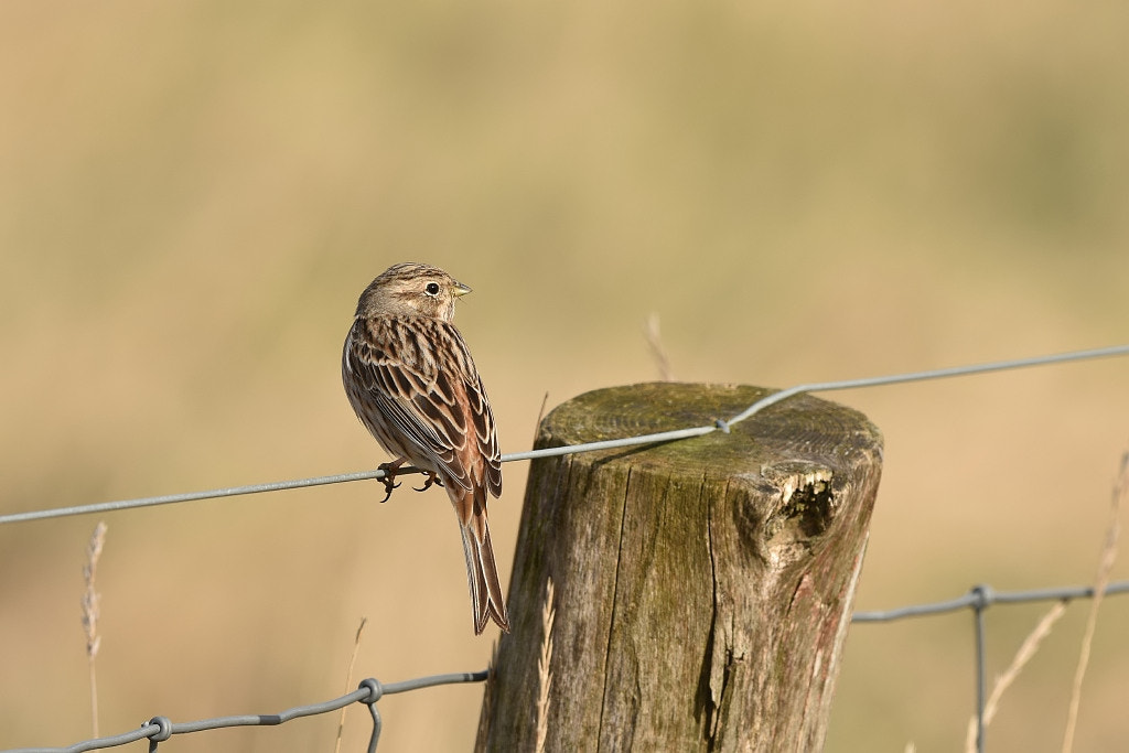 Nikon D7200 + Nikon AF-S Nikkor 600mm F4G ED VR sample photo. Emberiza leucocephalos photography