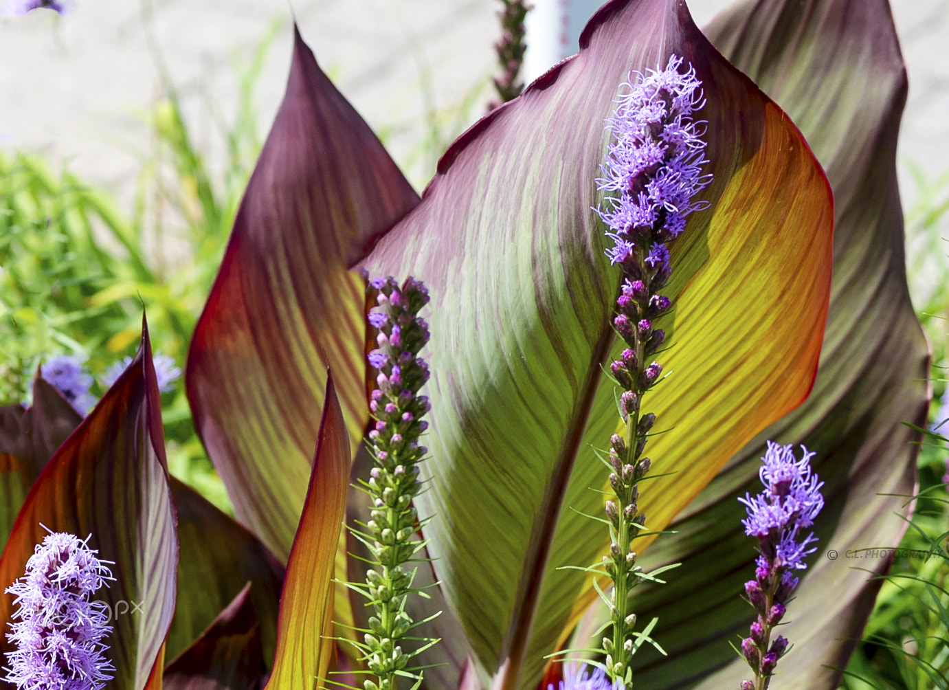 ZEISS Planar T* 50mm F1.4 sample photo. In full bloom photography