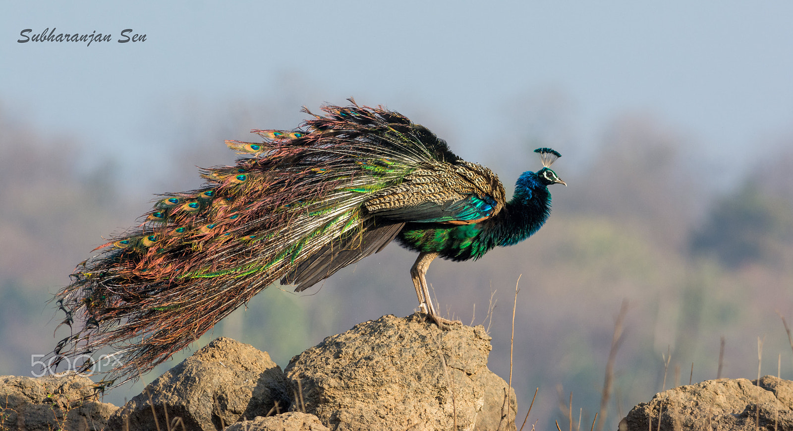 Nikon AF-S Nikkor 300mm F2.8G ED-IF VR sample photo. India's national bird photography