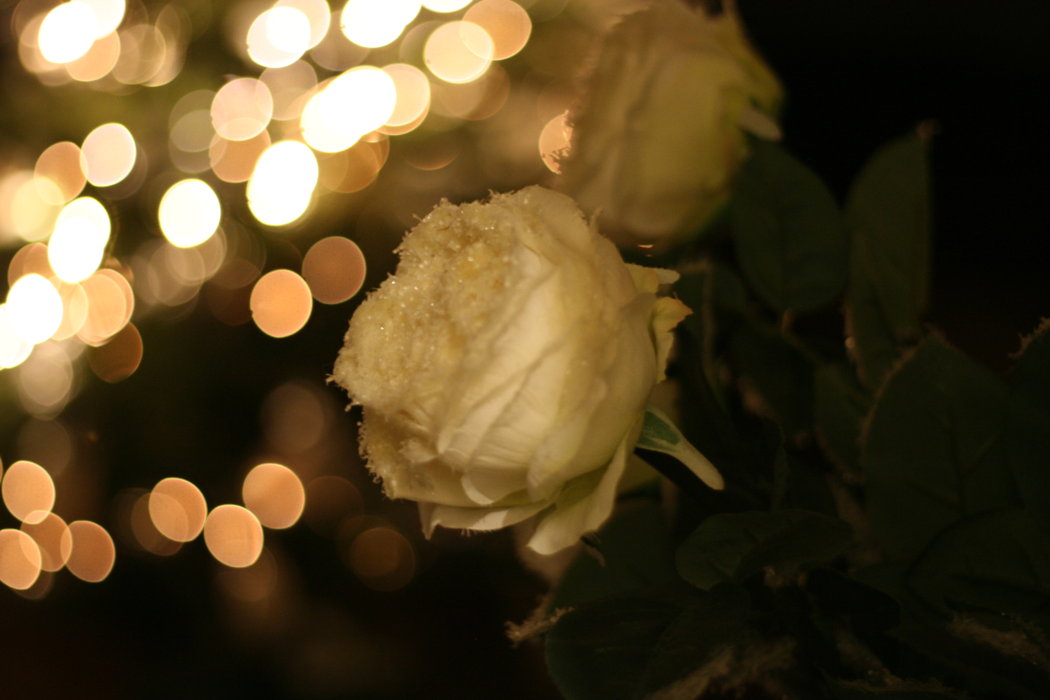 Canon EOS 30D + Canon EF50mm f/1.8 sample photo. White roses photography