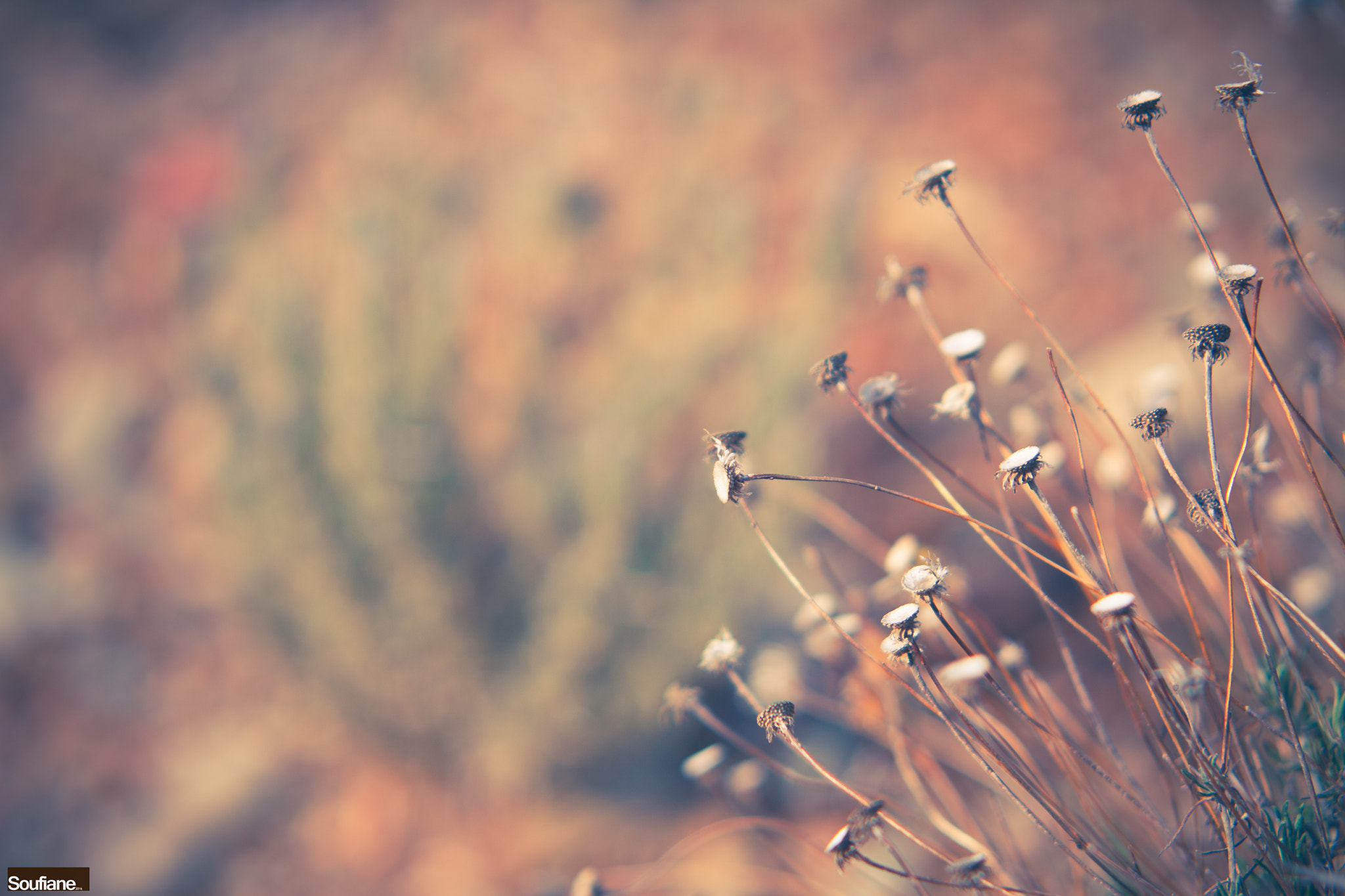 Sigma 70-200mm F2.8 EX DG OS HSM sample photo. A fresh morning discussion photography