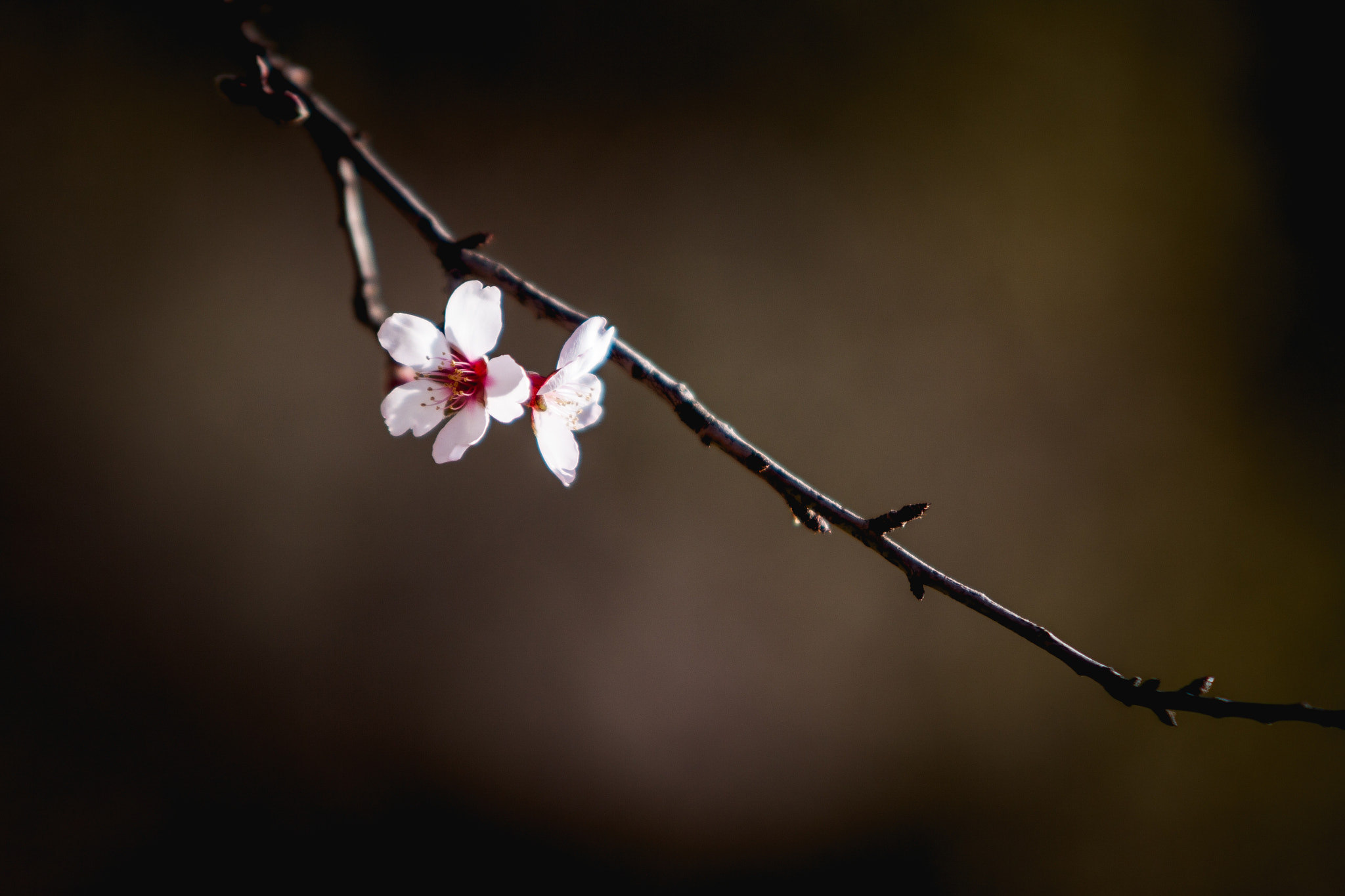 Sigma 70-200mm F2.8 EX DG OS HSM sample photo. Almond poetry photography