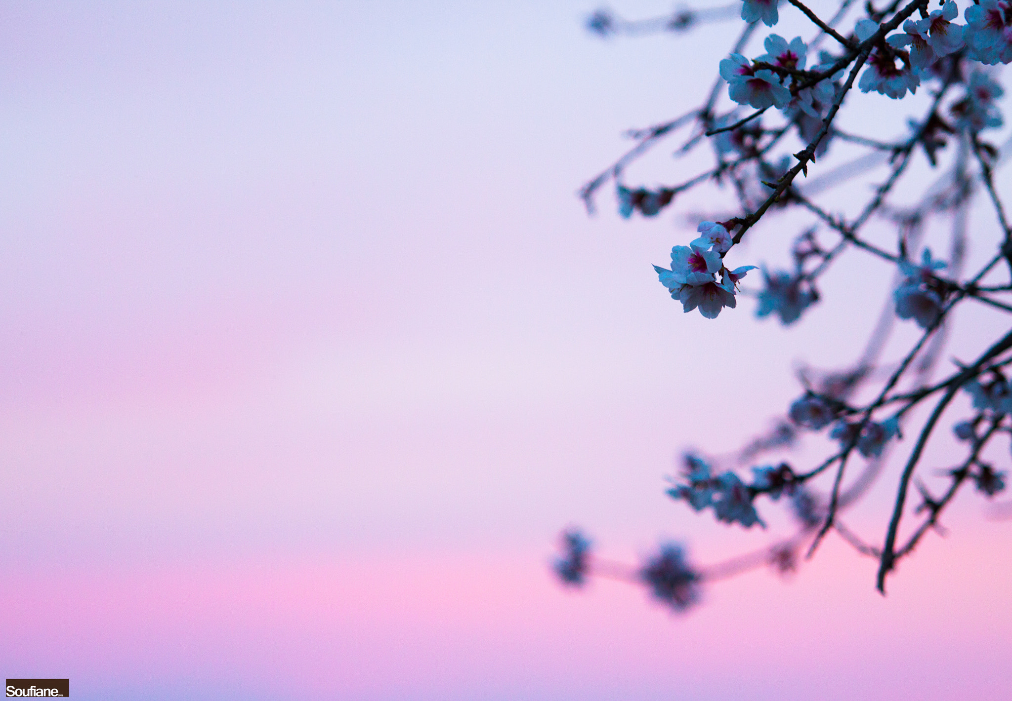 Sigma 70-200mm F2.8 EX DG OS HSM sample photo. Pink colored sunset photography