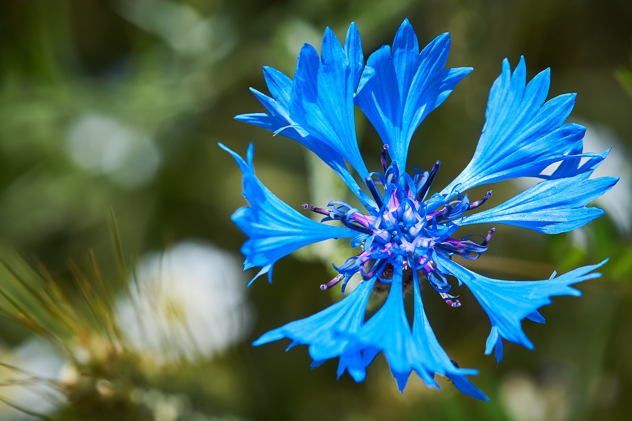 Sony ILCA-77M2 sample photo. Cornflower photography
