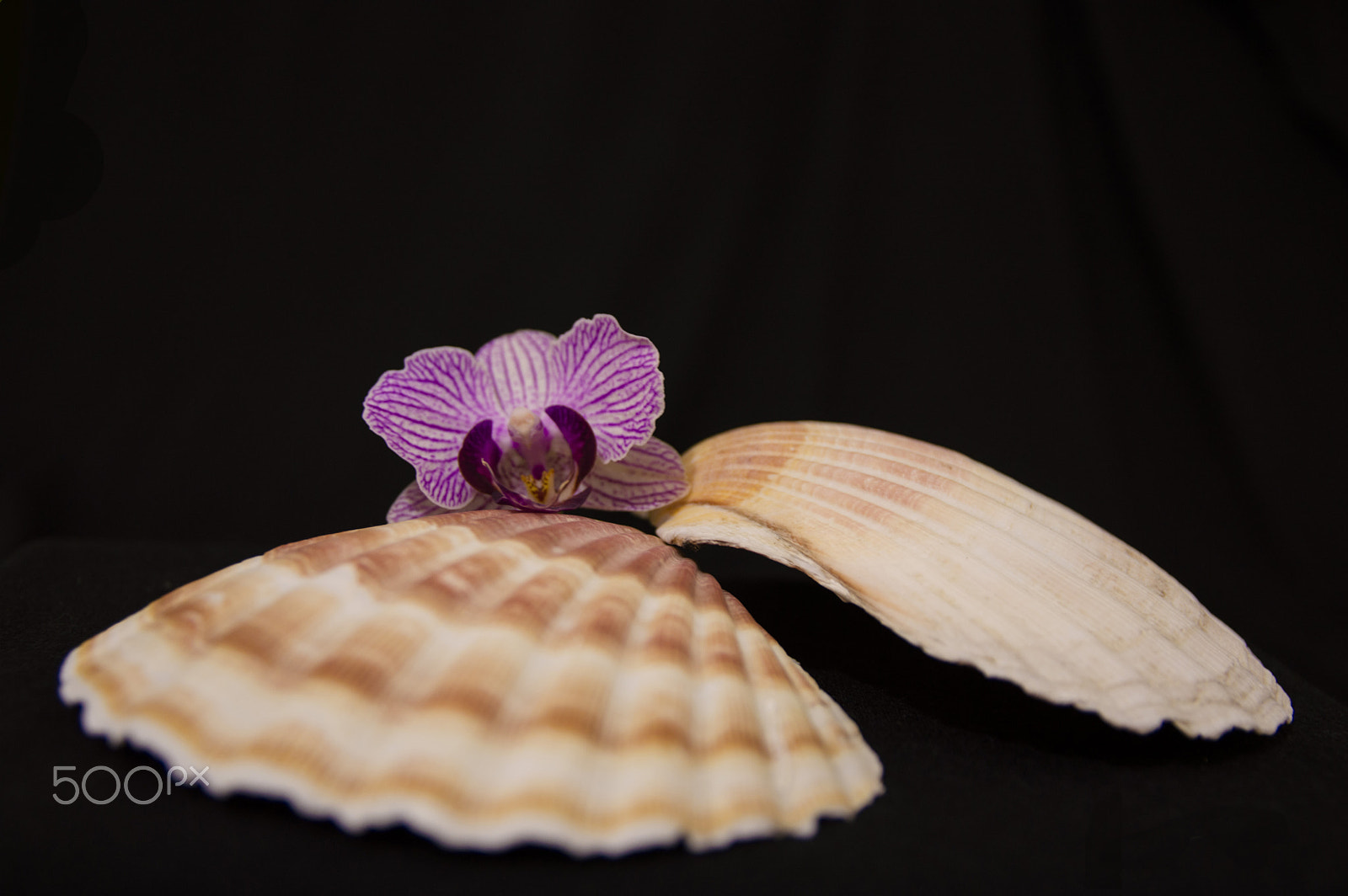 Nikon D3200 + Sigma 17-70mm F2.8-4 DC Macro OS HSM | C sample photo. Clam and orchid flower photography