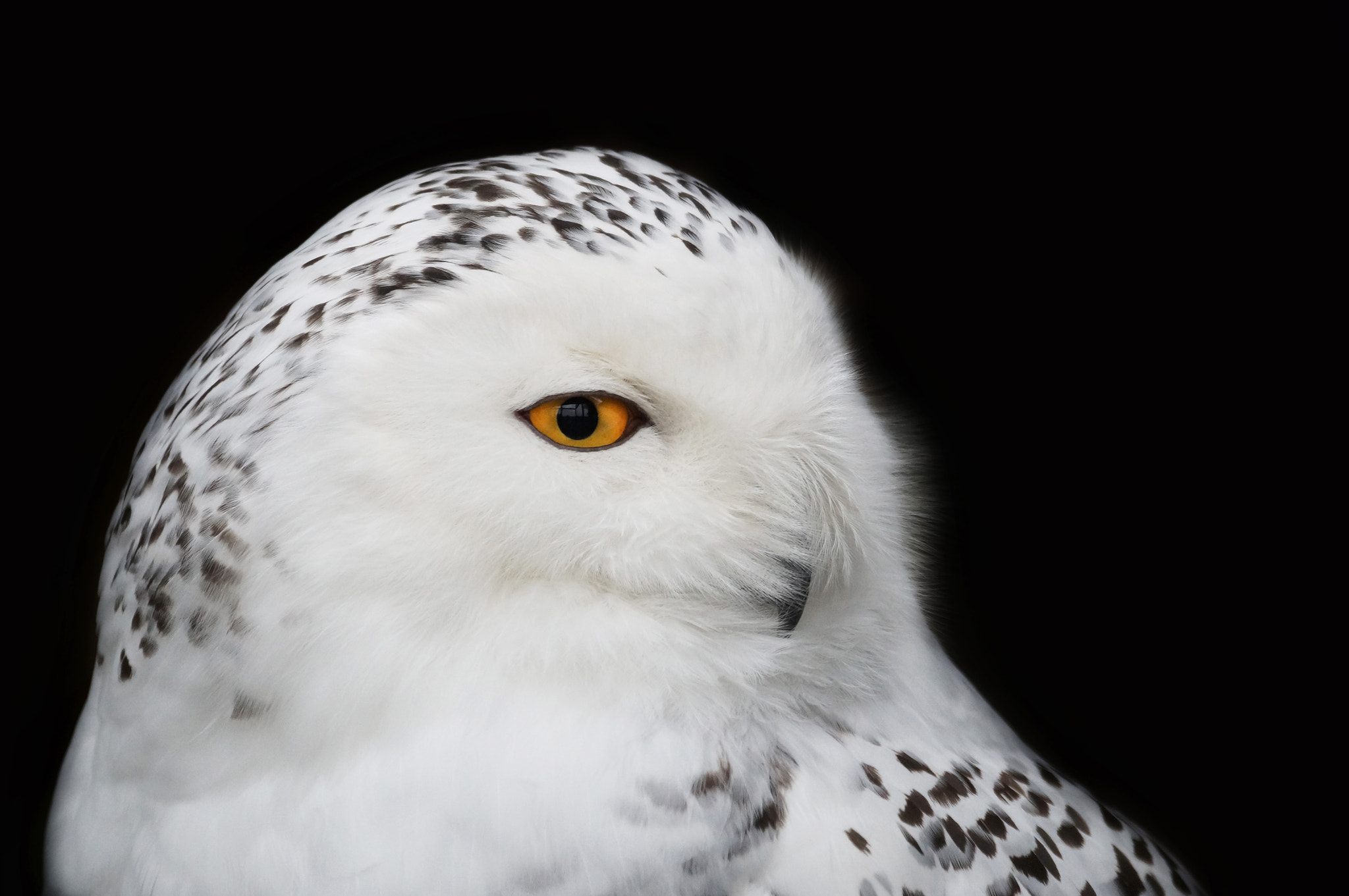 Sony 70-300mm F4.5-5.6 G SSM sample photo. Snow owl photography