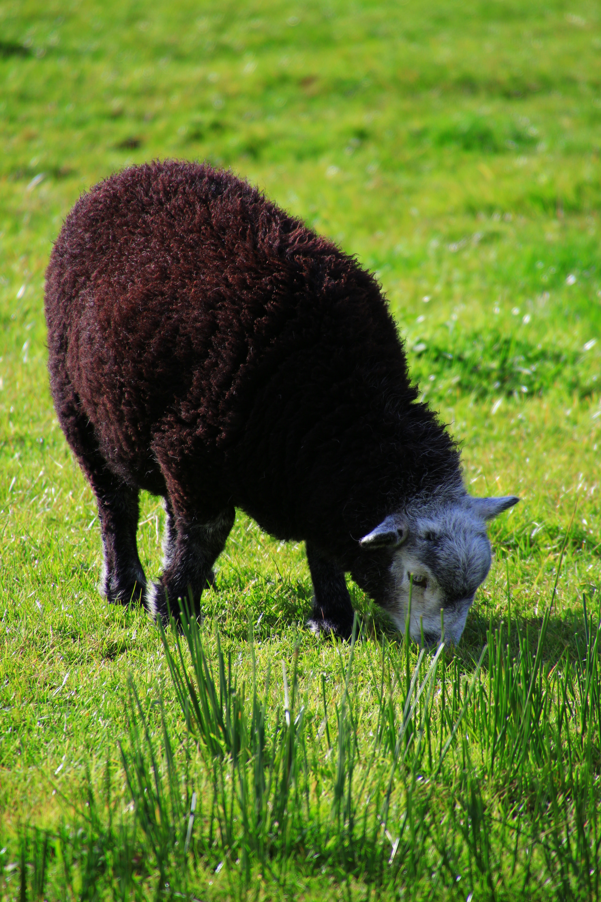 Canon EOS M sample photo. Sheep photography