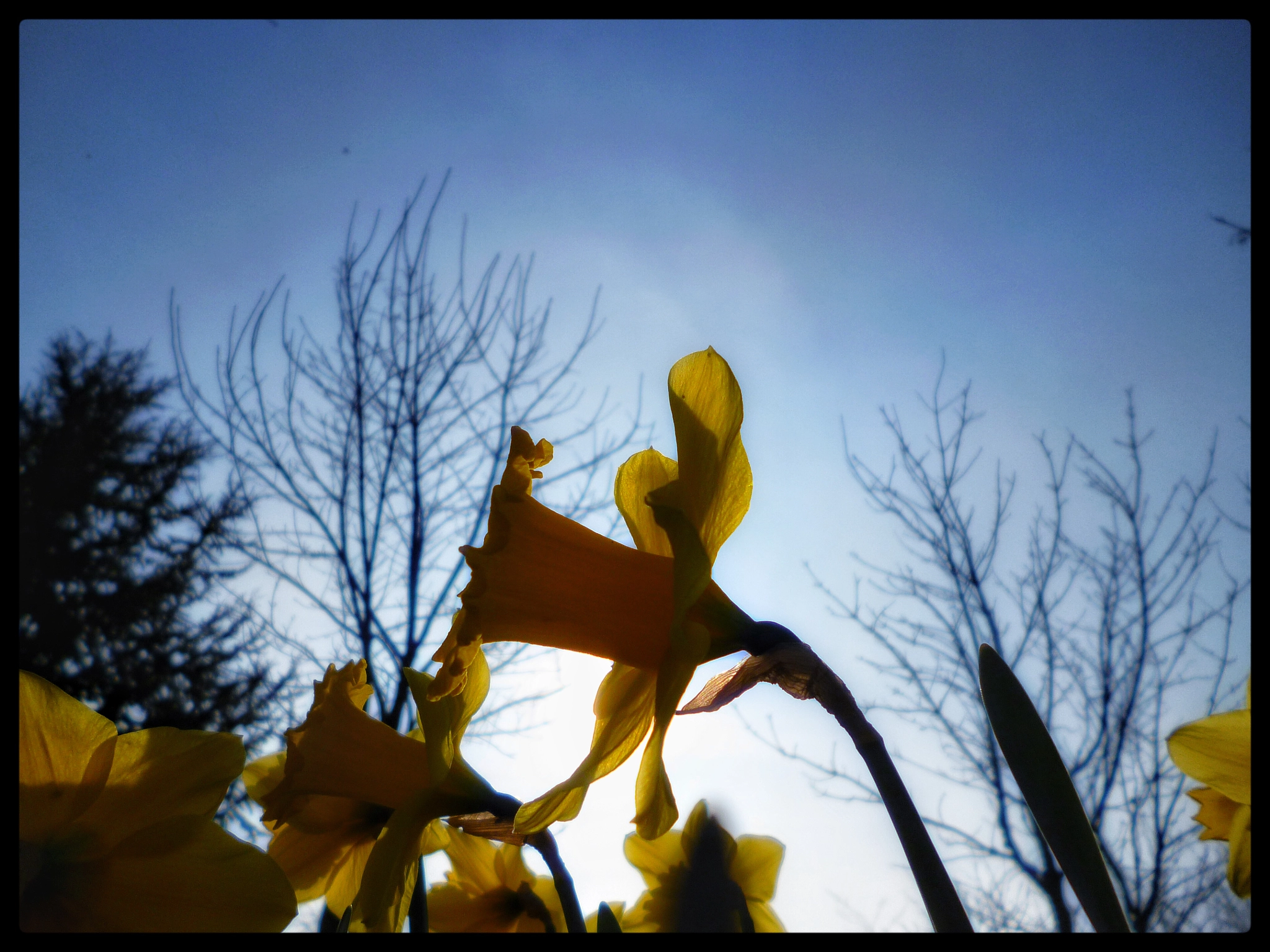 Panasonic DMC-FS16 sample photo. Daffodils photography