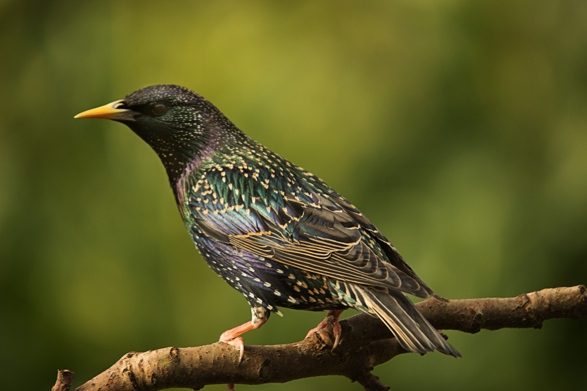 Sigma 50-500mm f/4-6.3 APO HSM EX sample photo. Starling photography