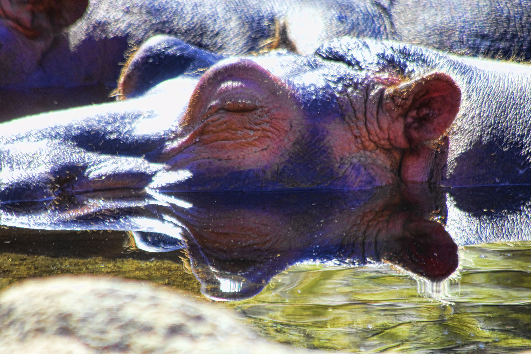 Canon EF 70-300mm F4-5.6 IS USM sample photo. Reflection photography