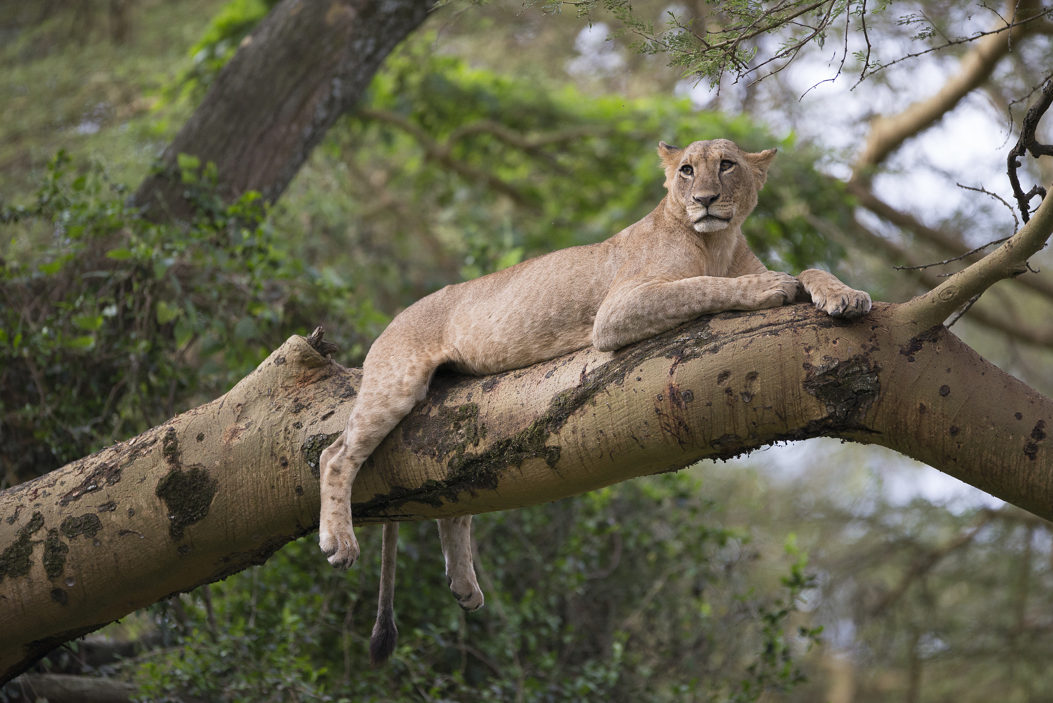 Nikon AF-S Nikkor 400mm F2.8G ED VR II sample photo. Kenia photography