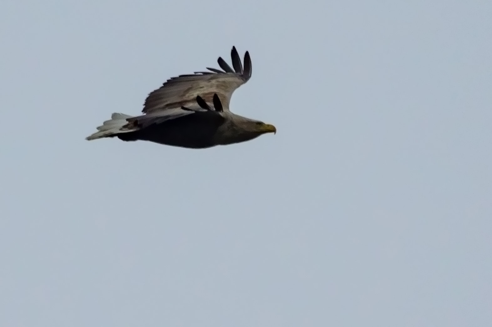 Pentax K-3 sample photo. Sea eagle photography