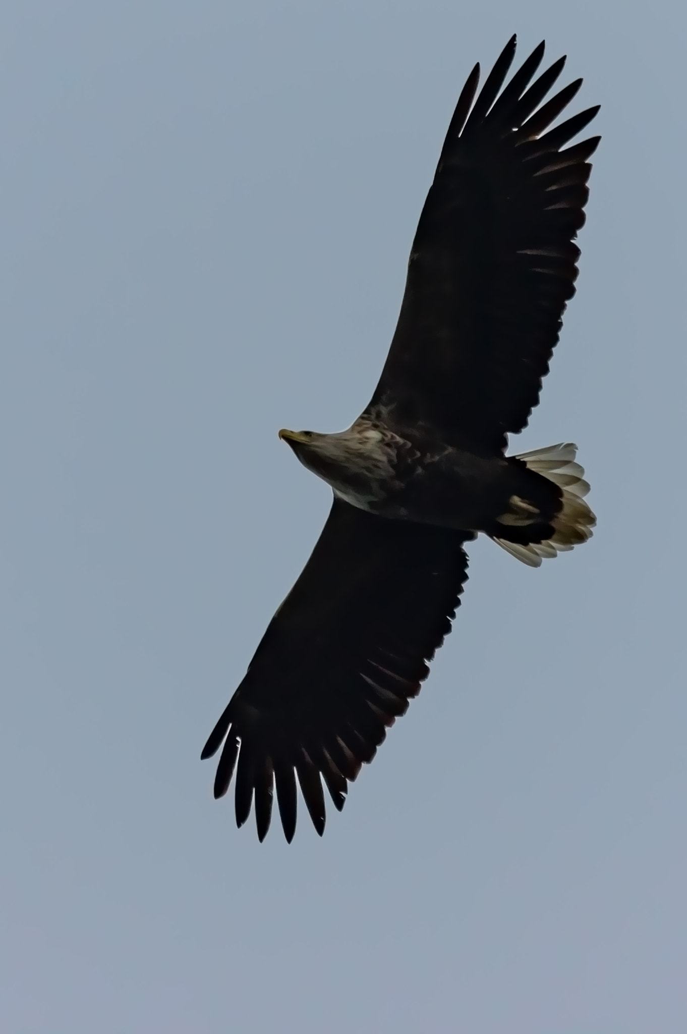 Pentax K-3 sample photo. Sea eagle photography