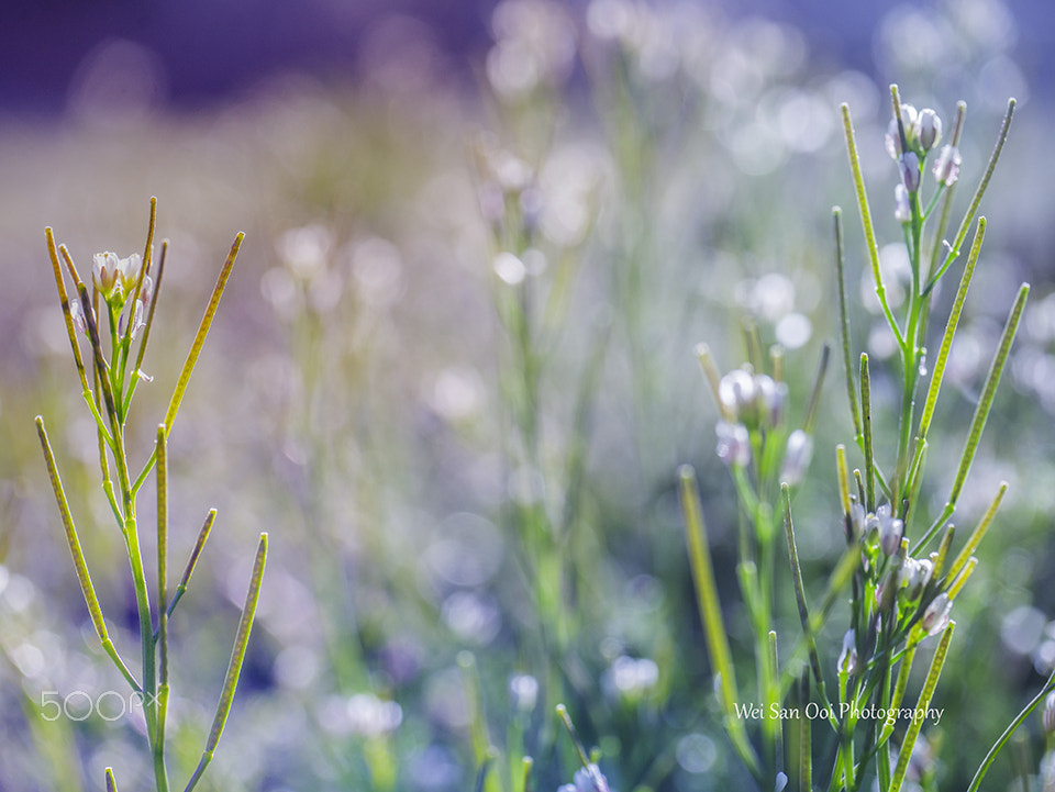 Panasonic Leica DG Macro-Elmarit 45mm F2.8 ASPH OIS sample photo. Grass with white flowers 01 photography