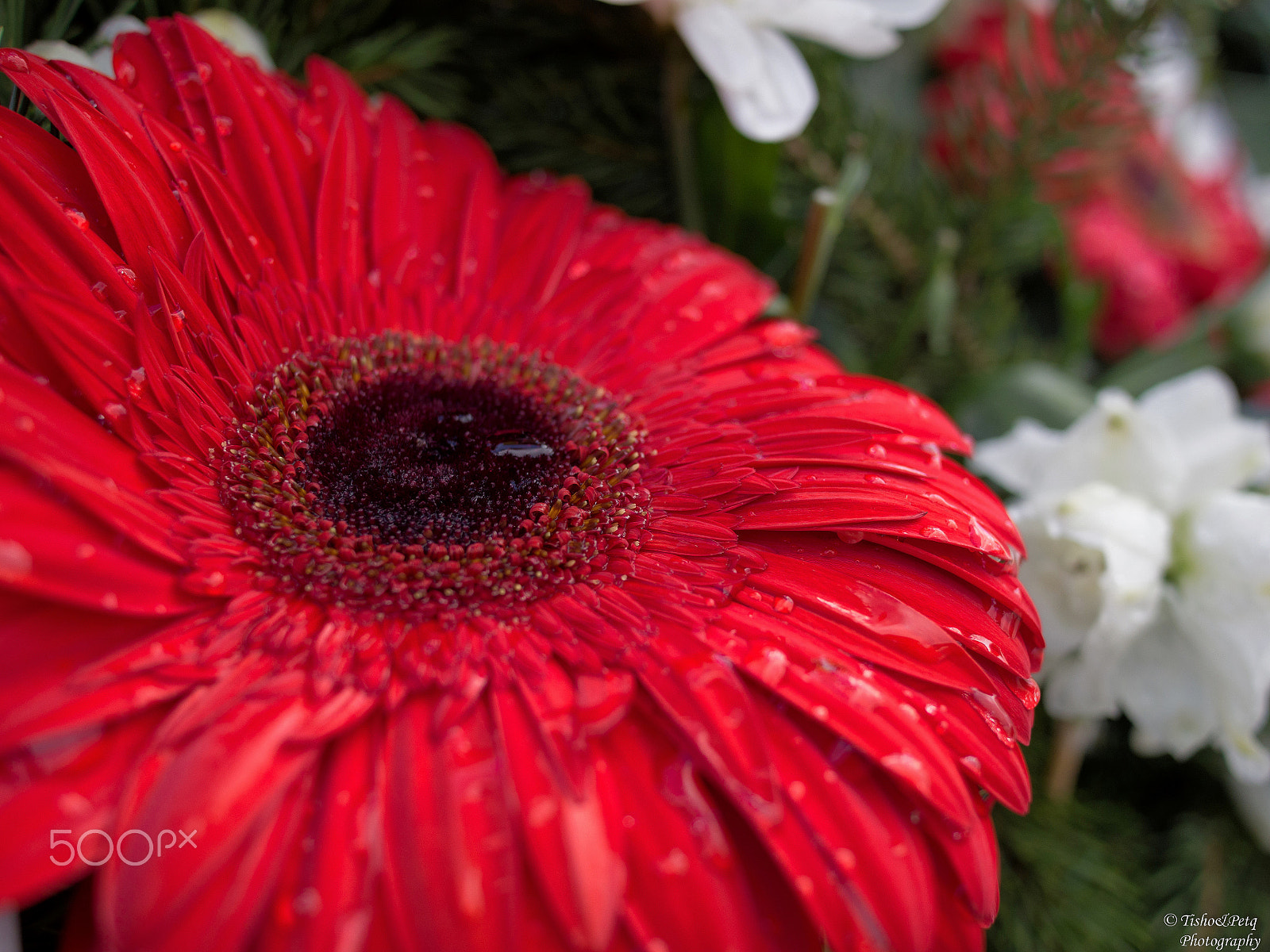 Olympus OM-D E-M5 + LUMIX G 20/F1.7 II sample photo. March 3rd – bulgaria’s national holiday photography