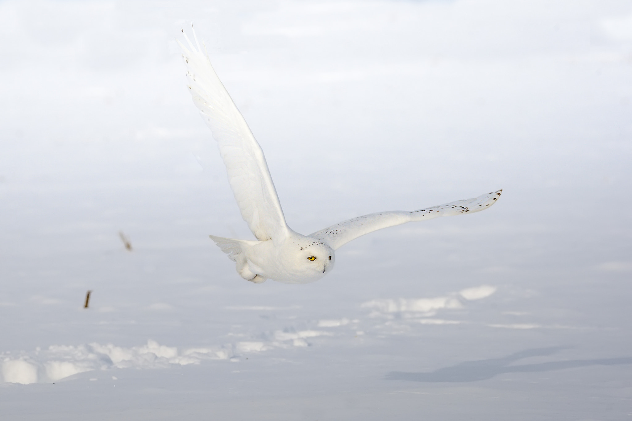 Canon EF 100-400mm F4.5-5.6L IS II USM sample photo. Edit photography