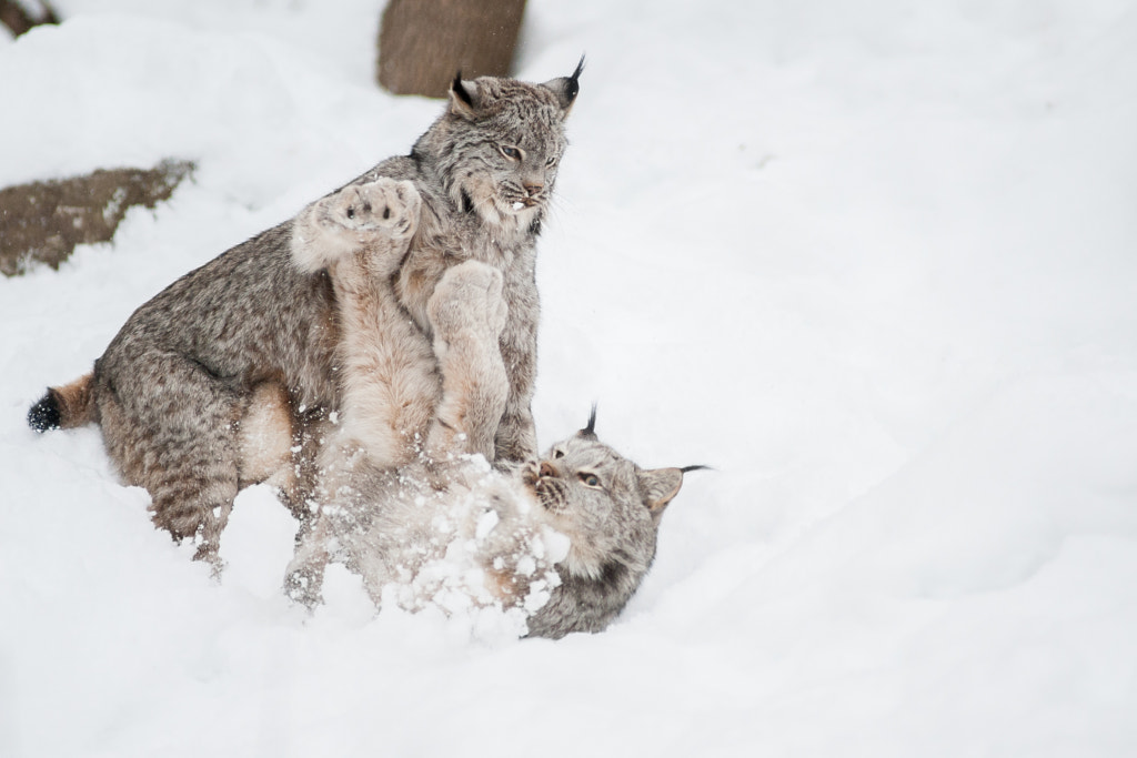 Playing by Maxime Riendeau on 500px.com