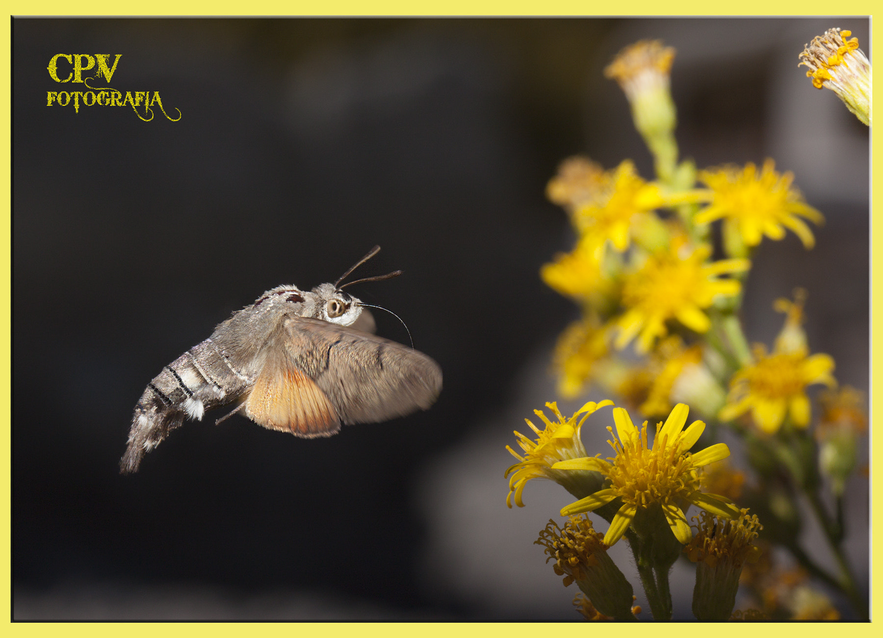 Canon EF 100mm F2.8 Macro USM sample photo. Macoglossum stellatarum ( esfinge colibri ) photography