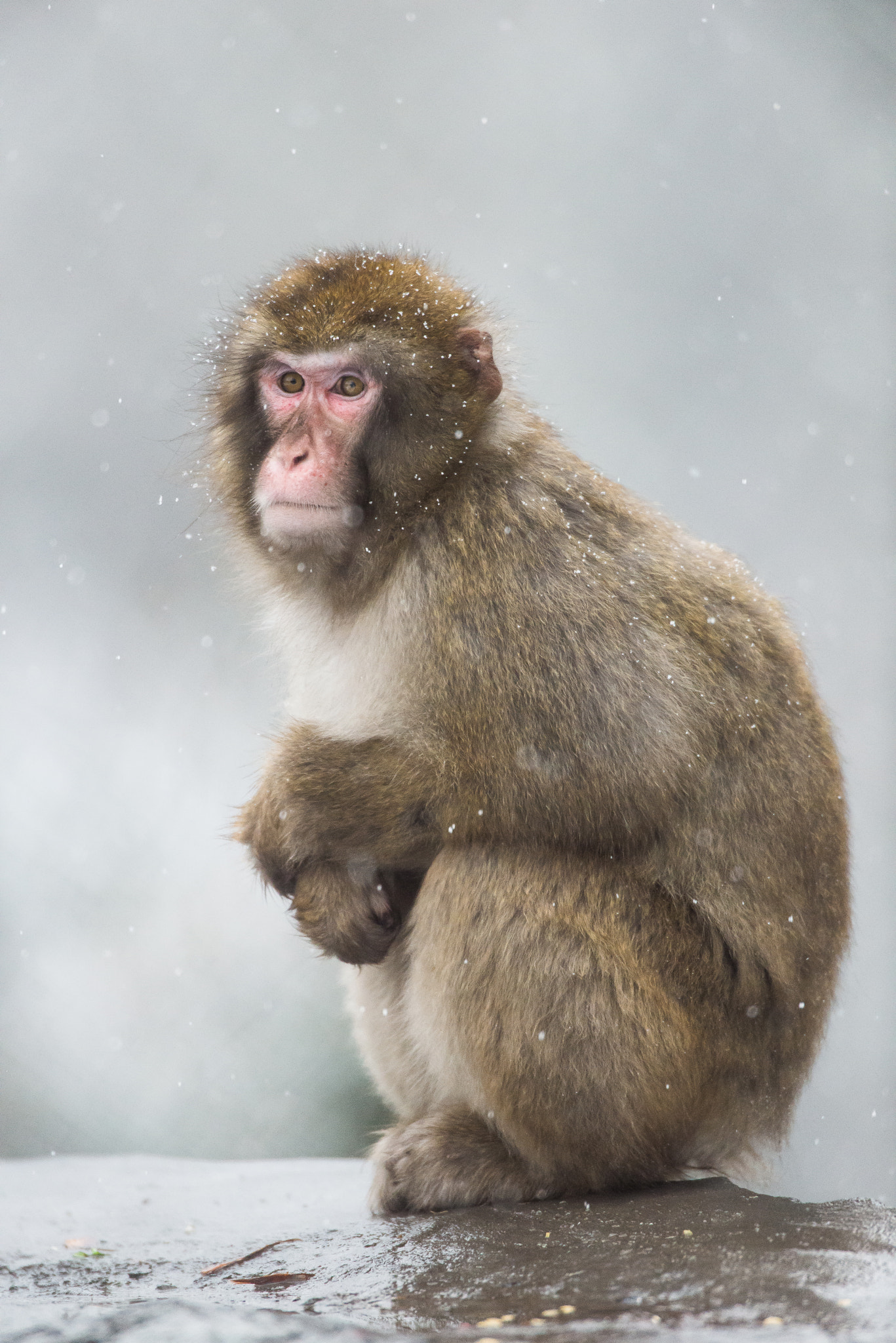 Nikon AF-S Nikkor 600mm F4D ED-IF II sample photo. Alone photography