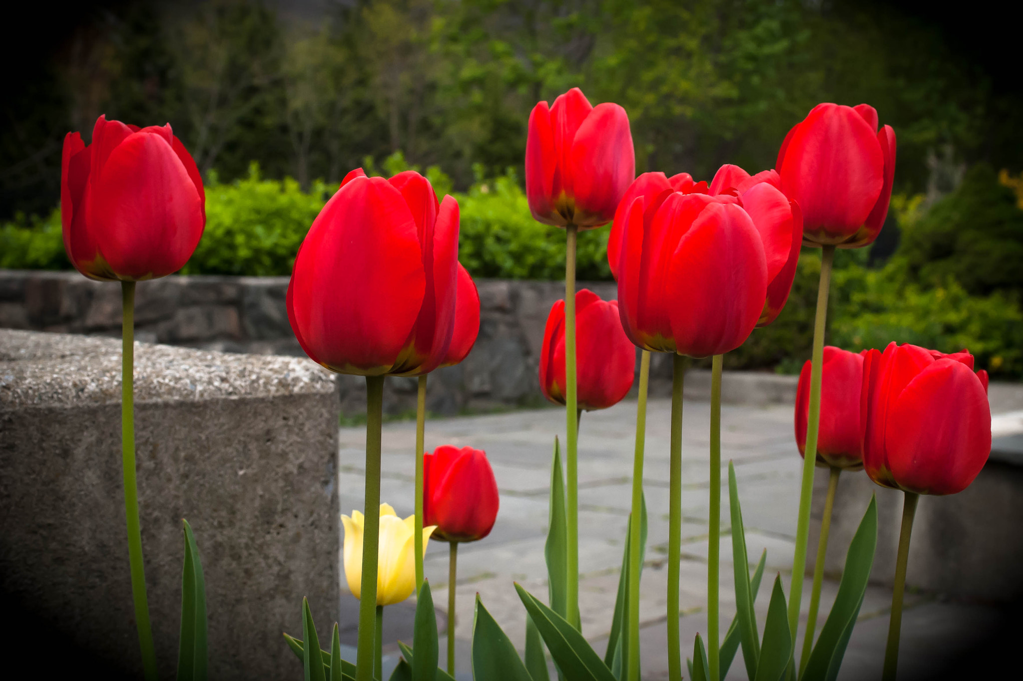 Nikon D80 + Sigma 24-70mm F2.8 EX DG Macro sample photo. Red tulips and one single yellow tulip in full bloom, cold spring, new york. photography