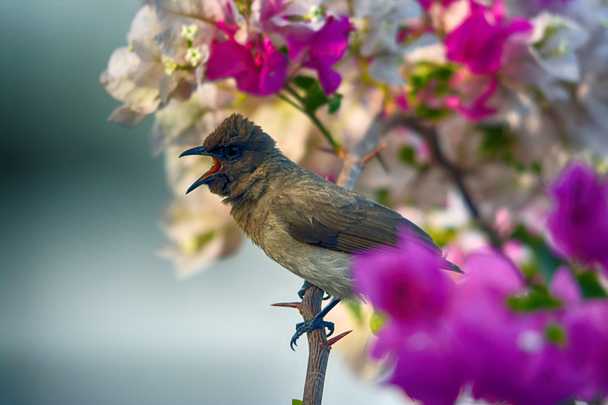 Sigma 150-500mm F5-6.3 DG OS HSM sample photo. Acrocephalus in senegal photography
