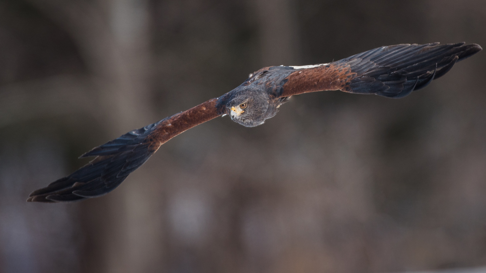 Nikon D750 + Nikon AF-S Nikkor 600mm F4D ED-IF II sample photo. Harris's hawk photography