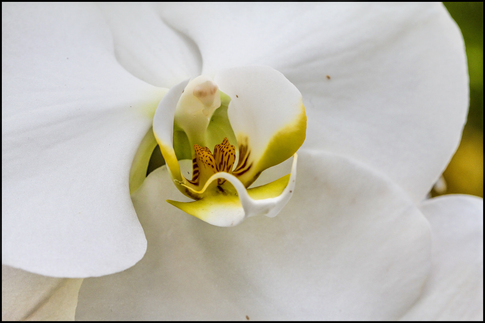 Canon EOS 7D + Canon EF 100mm F2.8 Macro USM sample photo. See the light photography