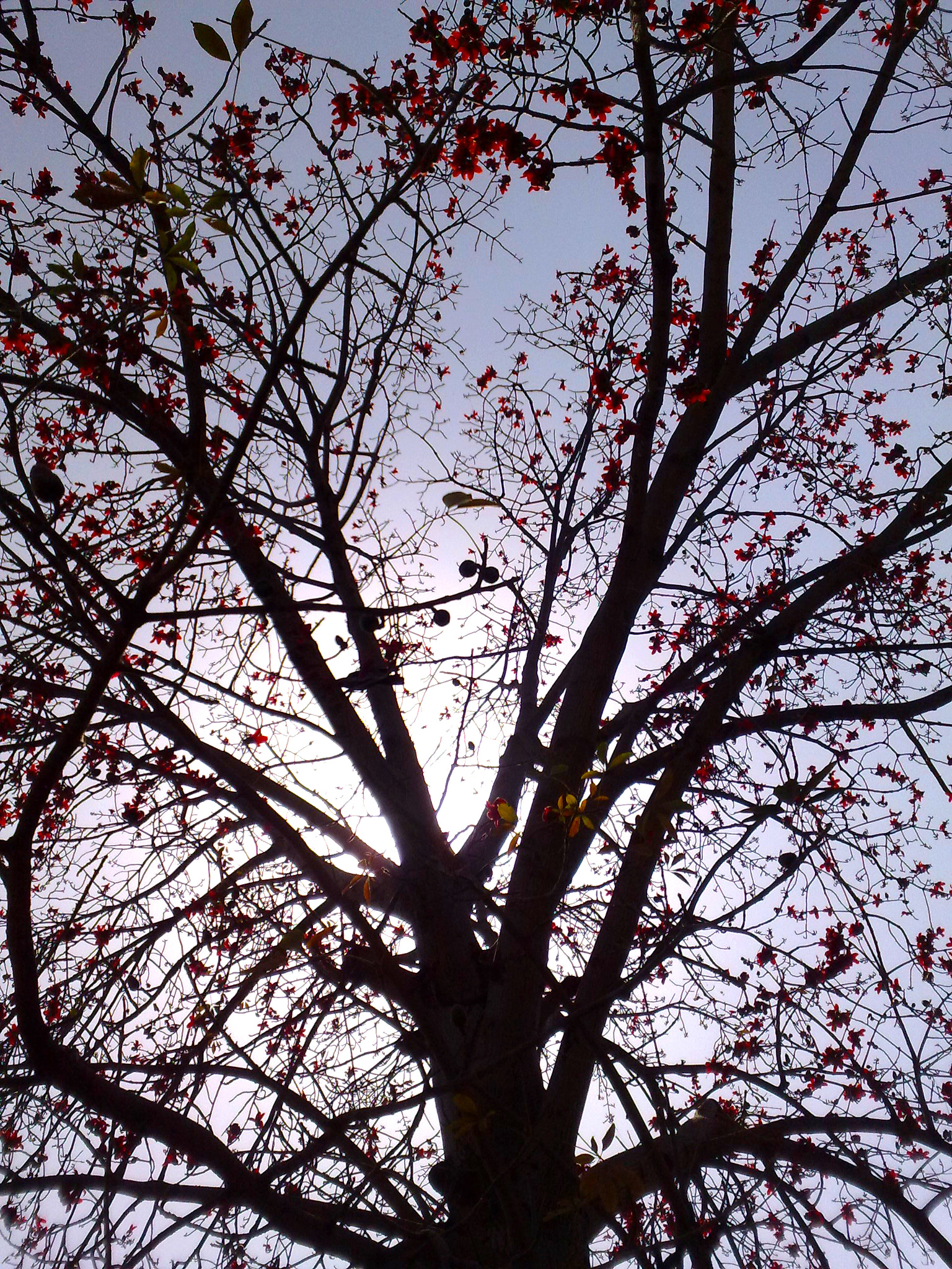 Nokia N82 sample photo. Sun behind tree photography