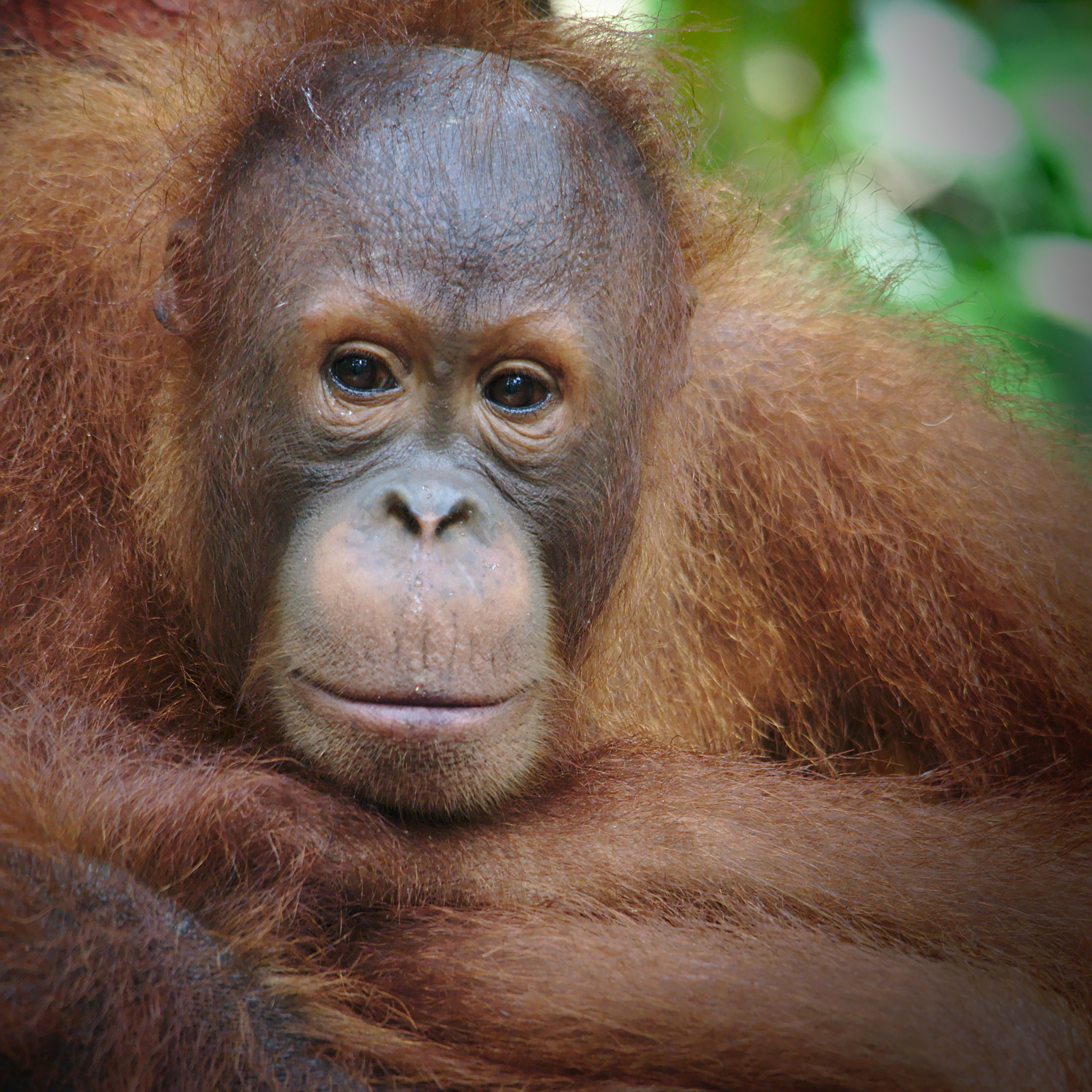 Sigma 150-500mm F5-6.3 DG OS HSM sample photo. Orang utan close up photography