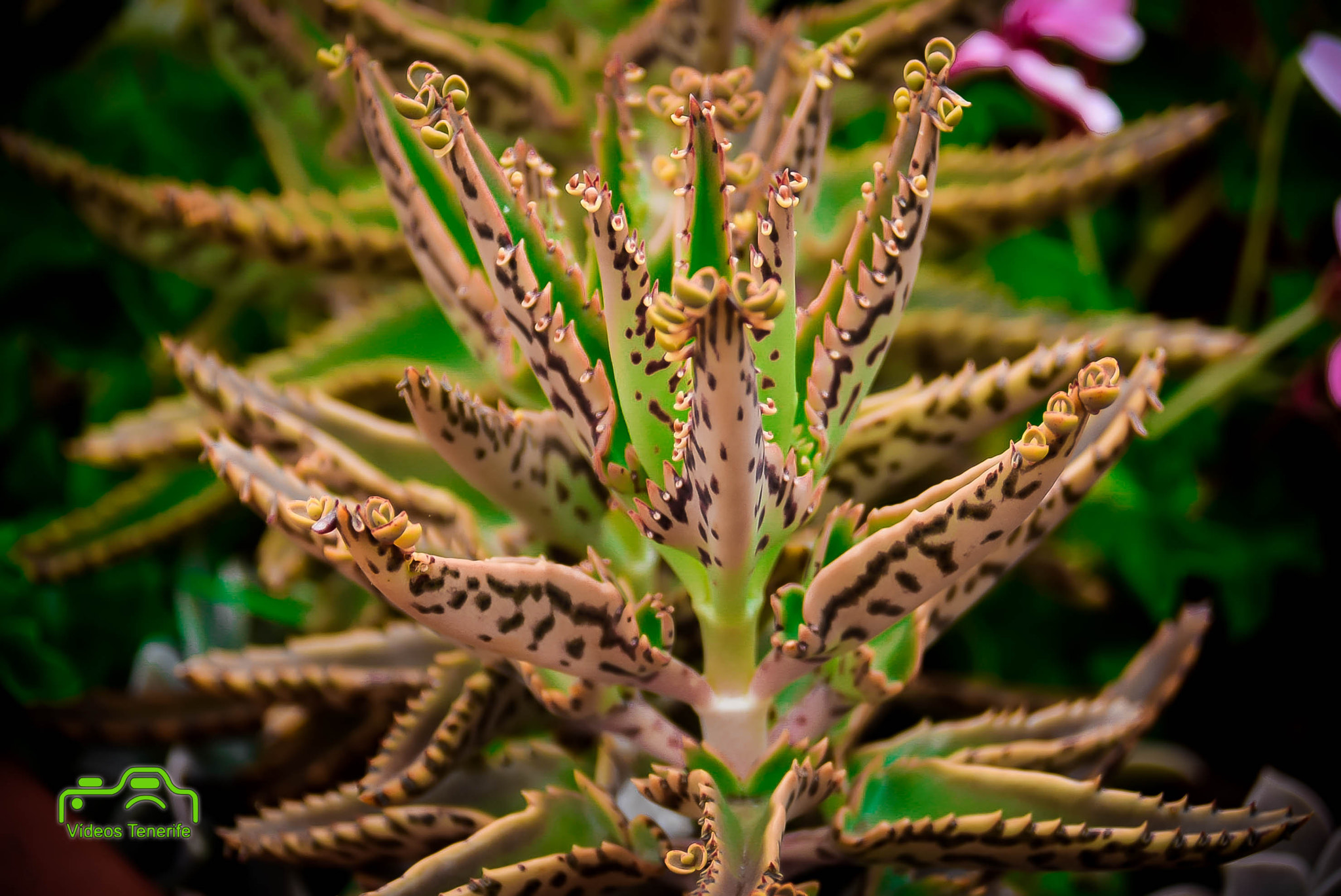 AF Zoom-Nikkor 28-80mm f/3.3-5.6G sample photo. Flores photography