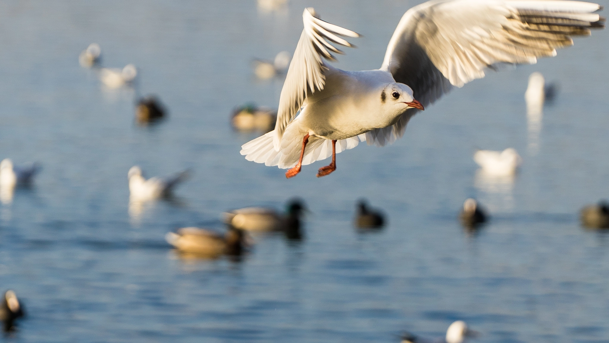 Sony a7 + Sony E PZ 18-105mm F4 G OSS sample photo. Seagull photography