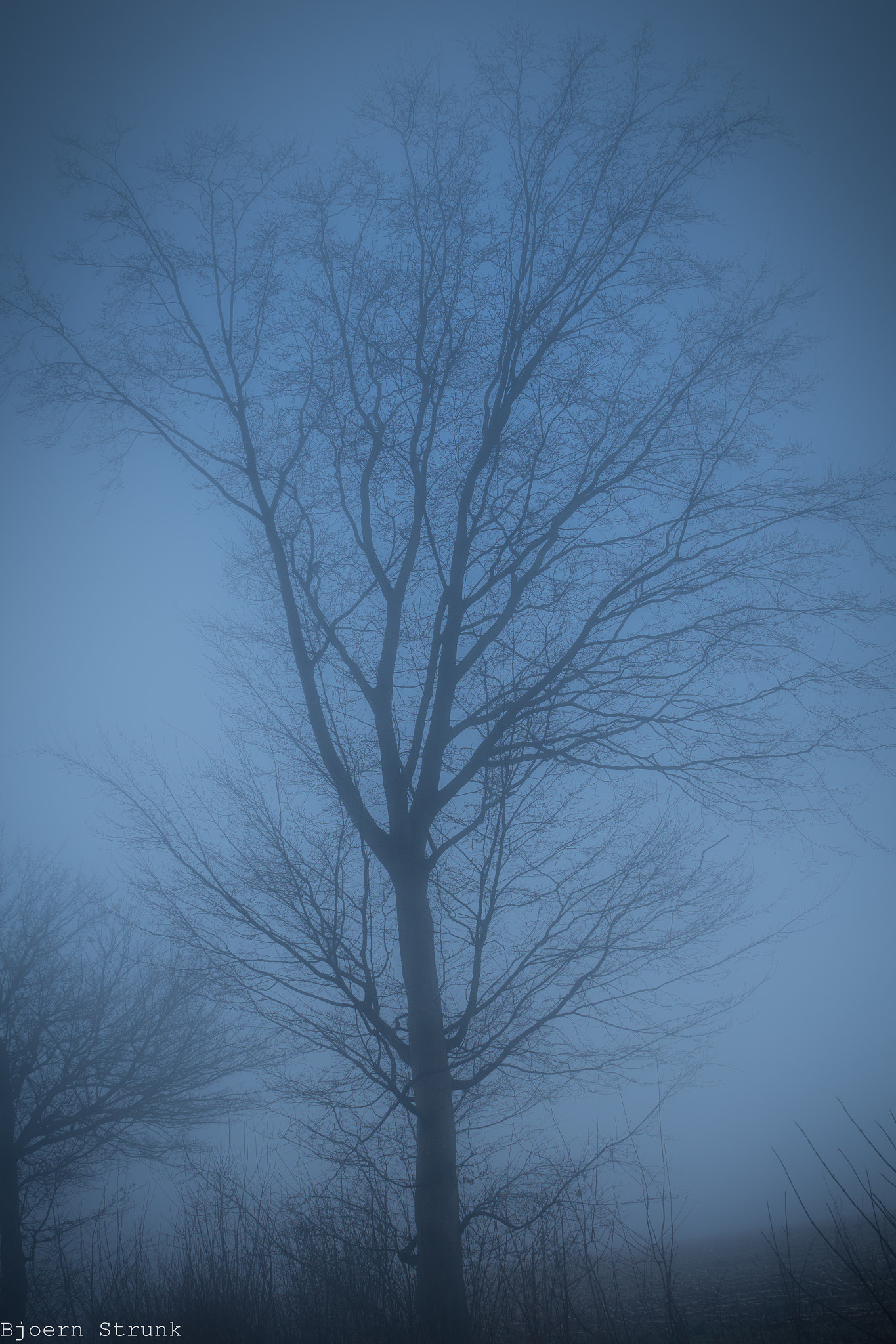 Canon EOS 650D (EOS Rebel T4i / EOS Kiss X6i) + Sigma 24-70mm F2.8 EX DG Macro sample photo. Ghost tree in fog photography