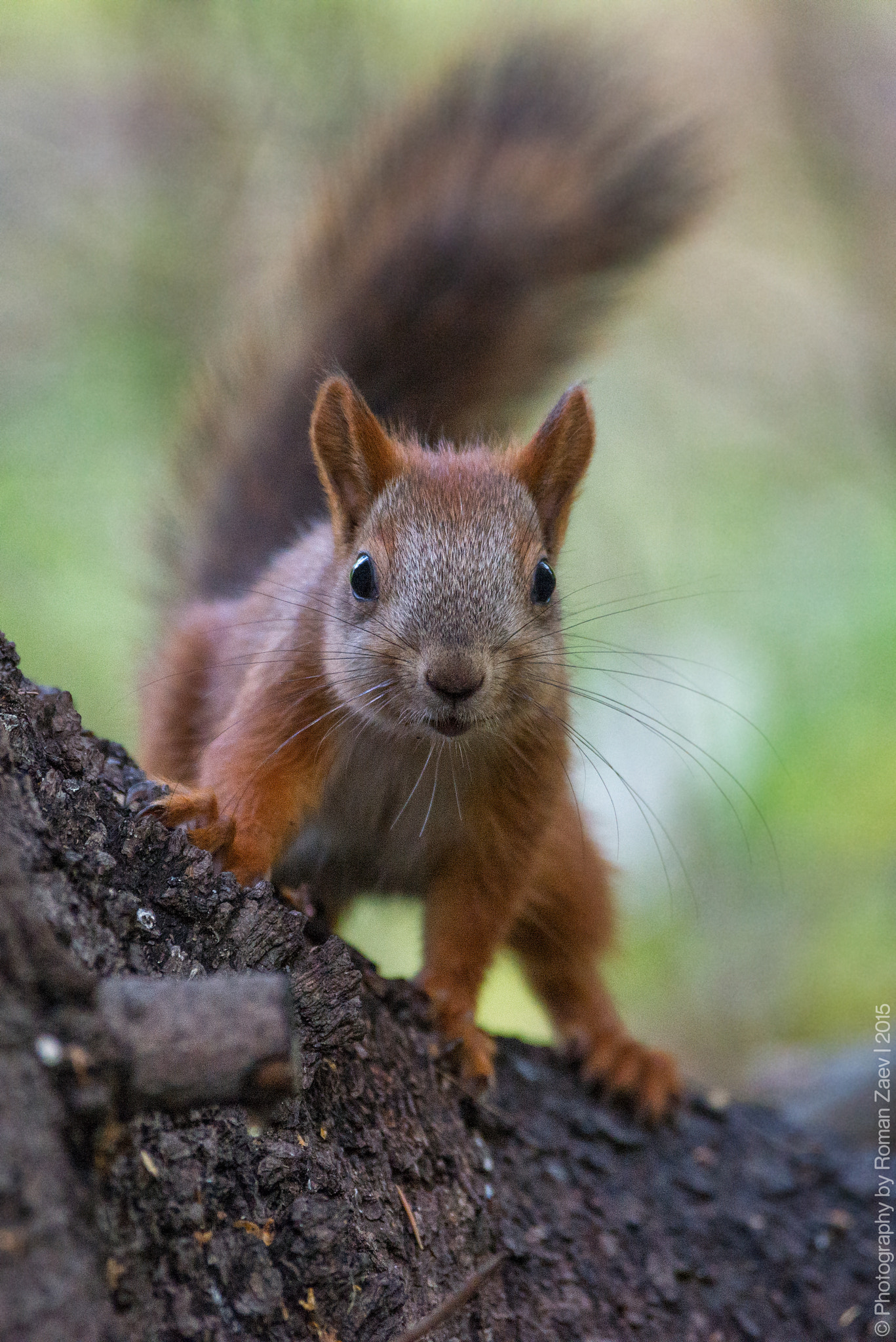 Nikon D600 sample photo. The little one photography