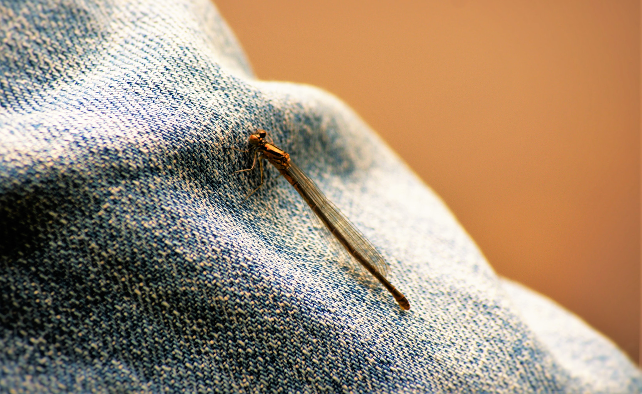 Sony Alpha DSLR-A300 + Sony DT 55-200mm F4-5.6 SAM sample photo. A small dragonfly photography