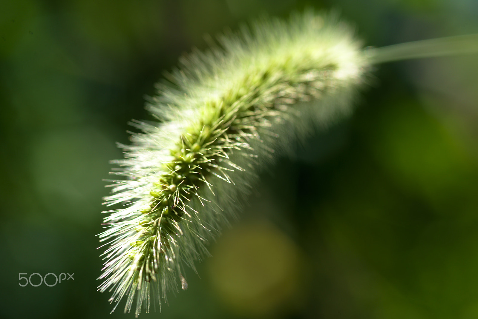 Nikon D610 + Sigma 105mm F2.8 EX DG Macro sample photo. Summer photography