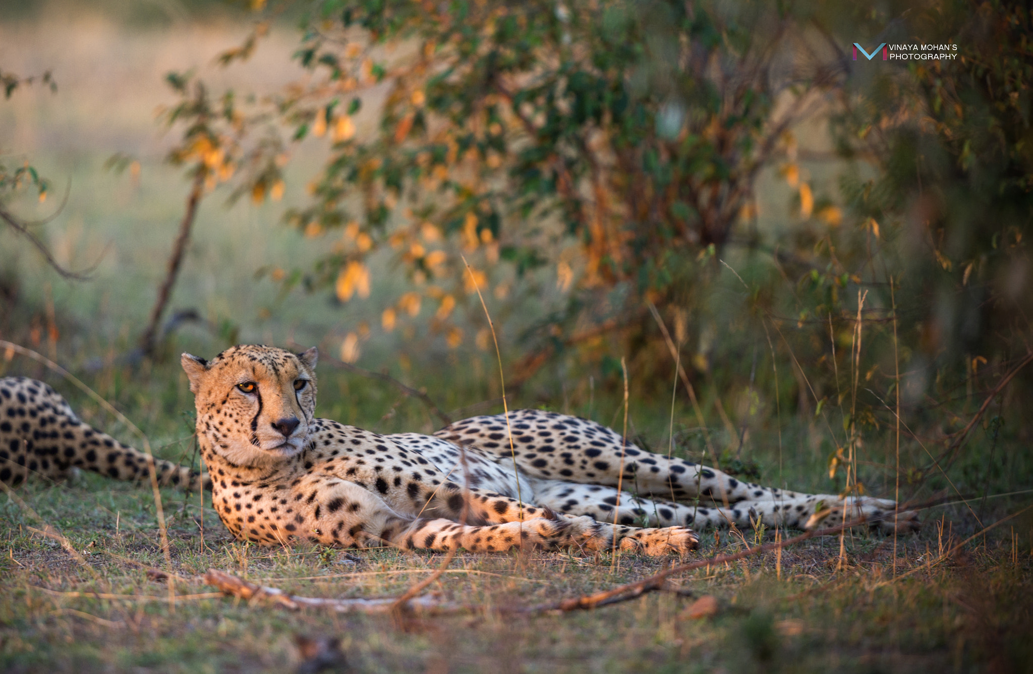 Nikon D4S + Nikon AF-S Nikkor 500mm F4G ED VR sample photo. Cheetah photography
