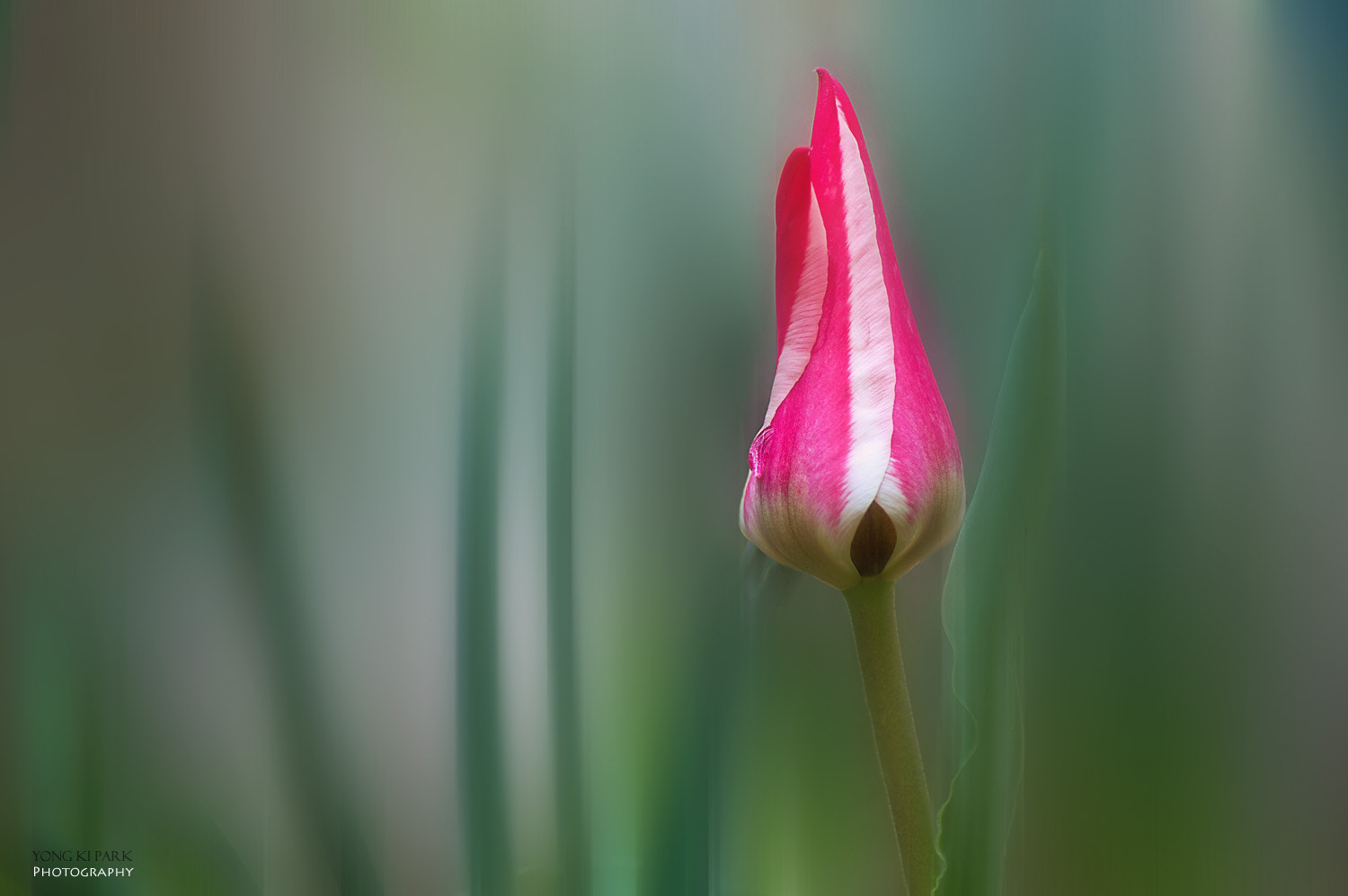 Pentax smc D-FA 100mm F2.8 macro sample photo. A tear drop of delight in spring photography