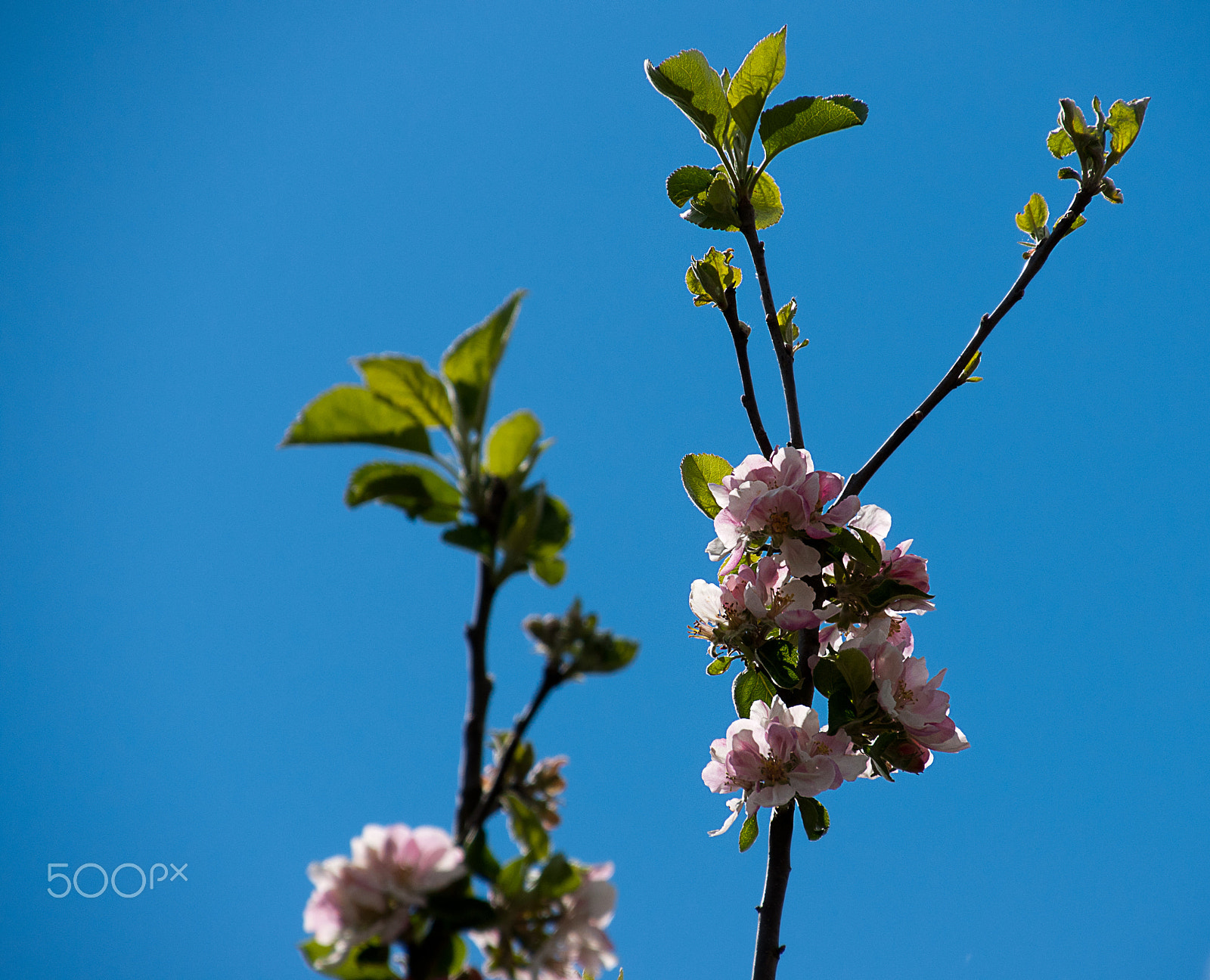 Sony Alpha DSLR-A700 + DT 18-270mm F3.5-6.3 sample photo. Apple blossom photography