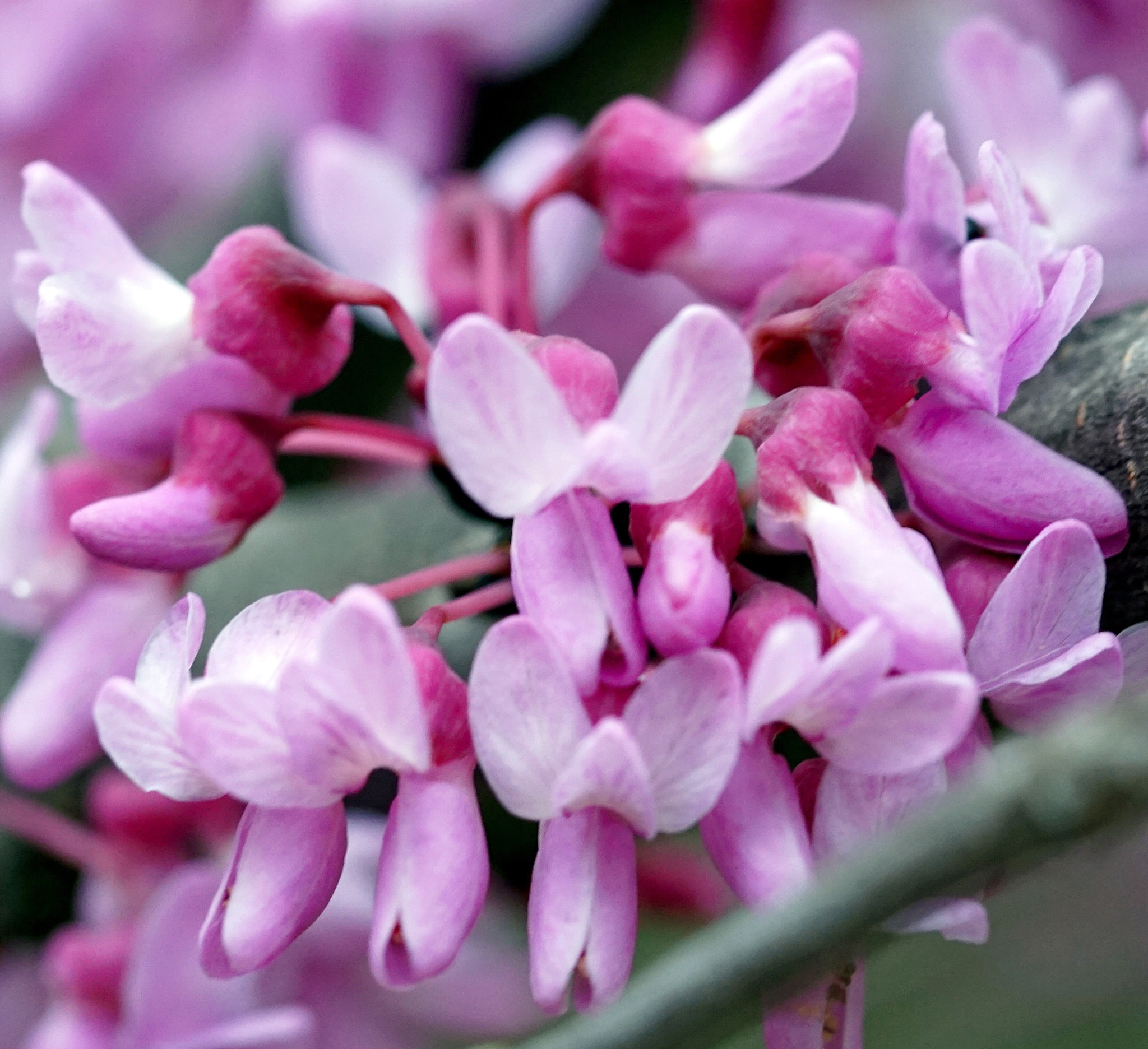 Sony a6000 + 100mm F2.8 OSS sample photo. Macro crop photography
