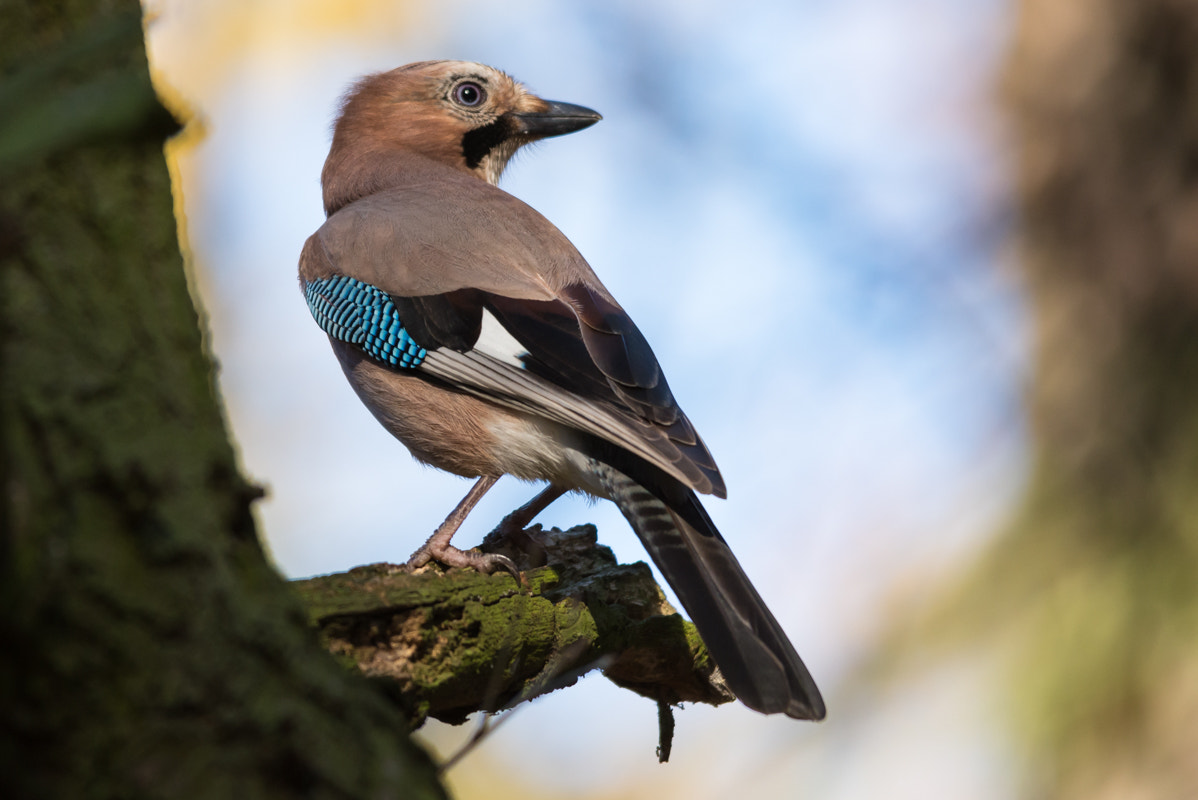 Sigma 150-500mm F5-6.3 DG OS HSM sample photo. Jay photography