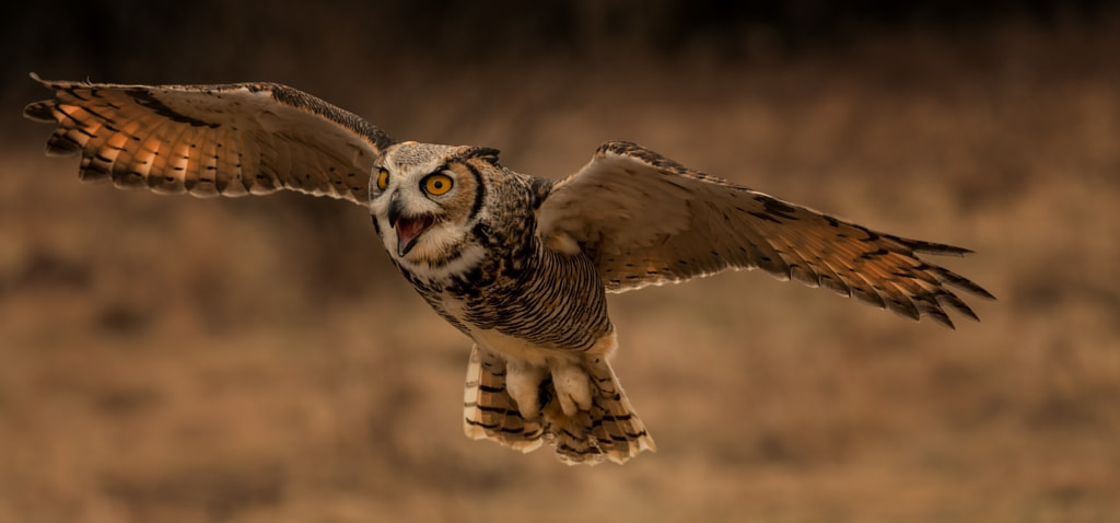 Great Horned Owl