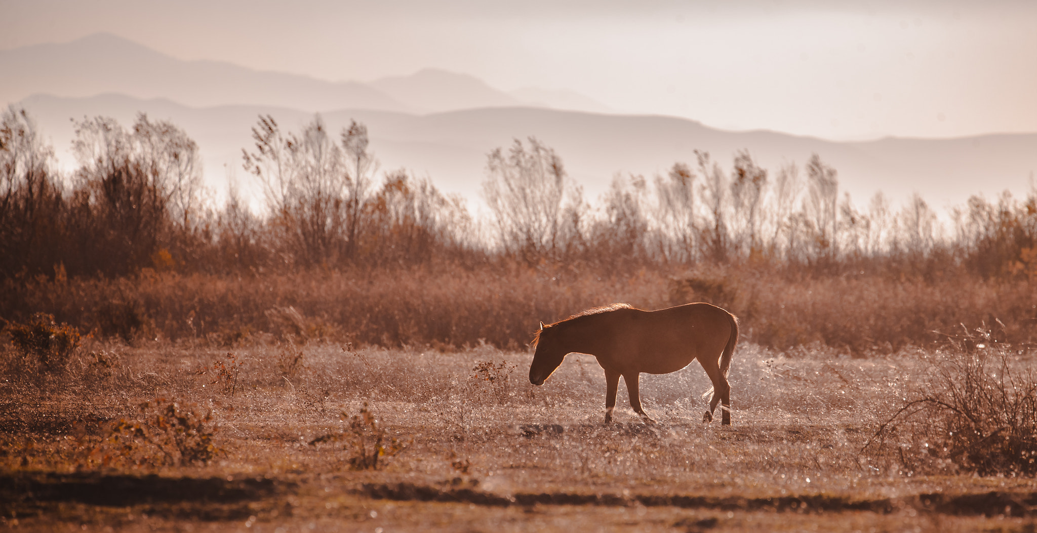 Canon EOS-1Ds Mark III sample photo. Horse photography