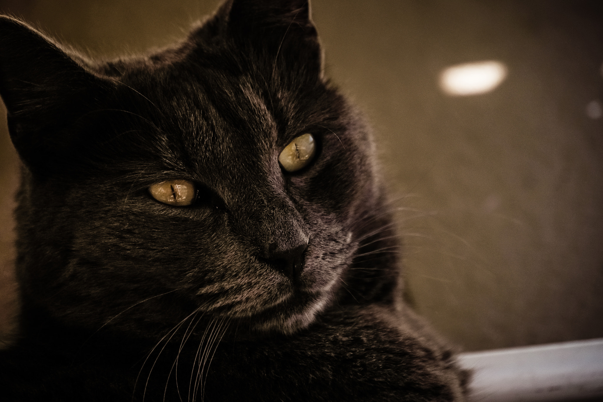 Olympus OM-D E-M10 sample photo. Cats are like music ... it's foolish to try to explain their worth to those who don't appreciate... photography