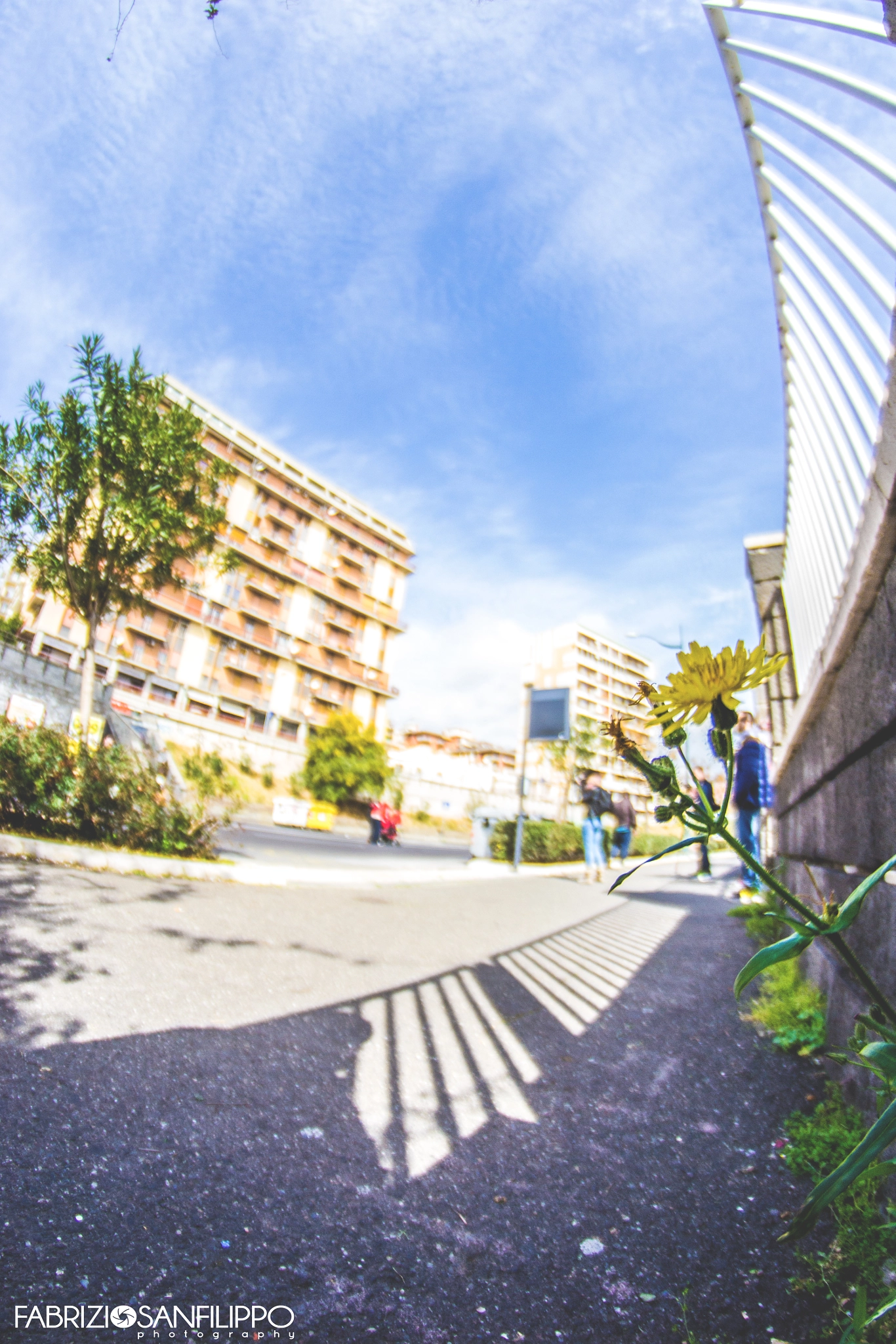 Samyang 8mm F3.5 Aspherical IF MC Fisheye sample photo. Nature in the urban photography