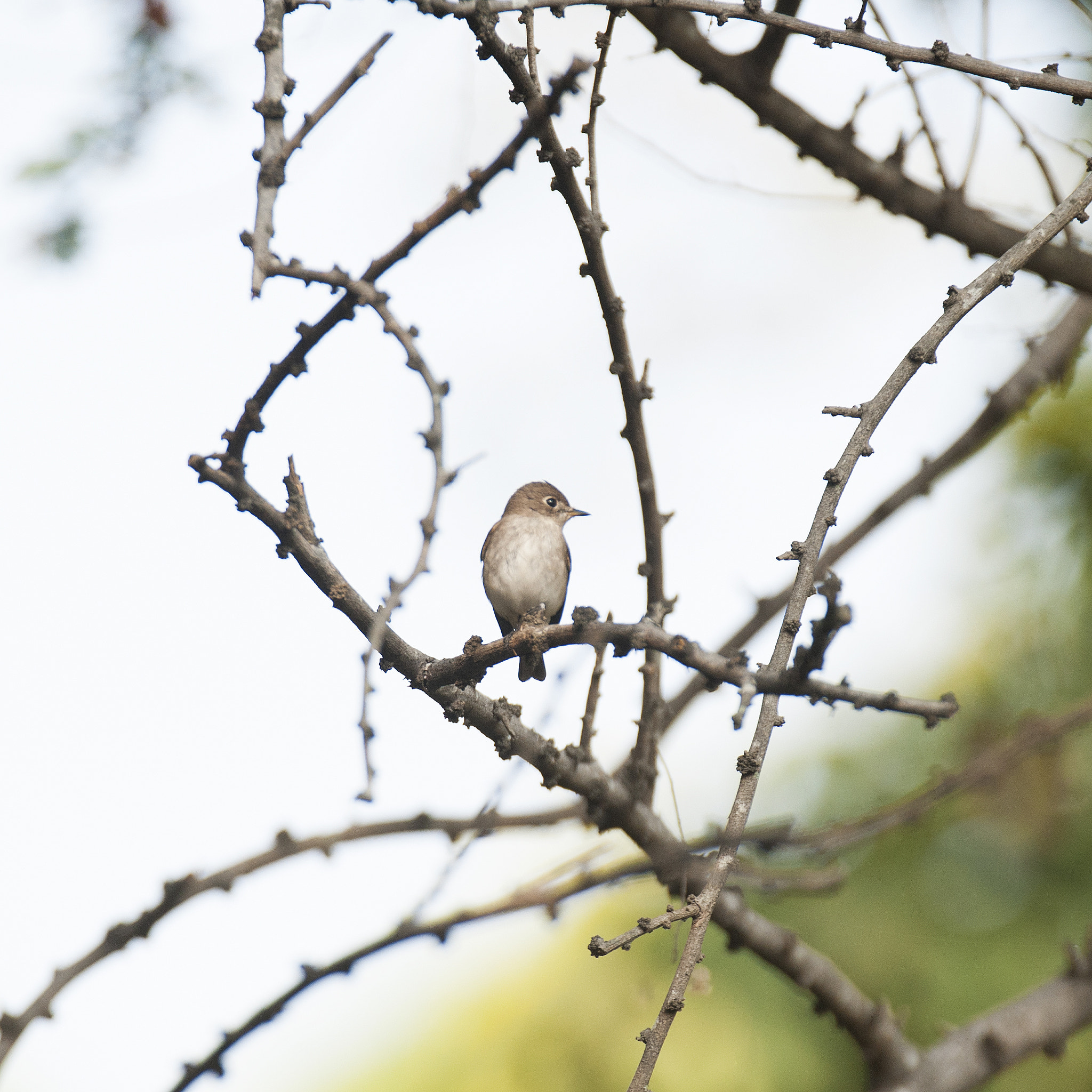 Sigma 120-300mm F2.8 EX DG HSM sample photo. Asian brown flycatcher photography